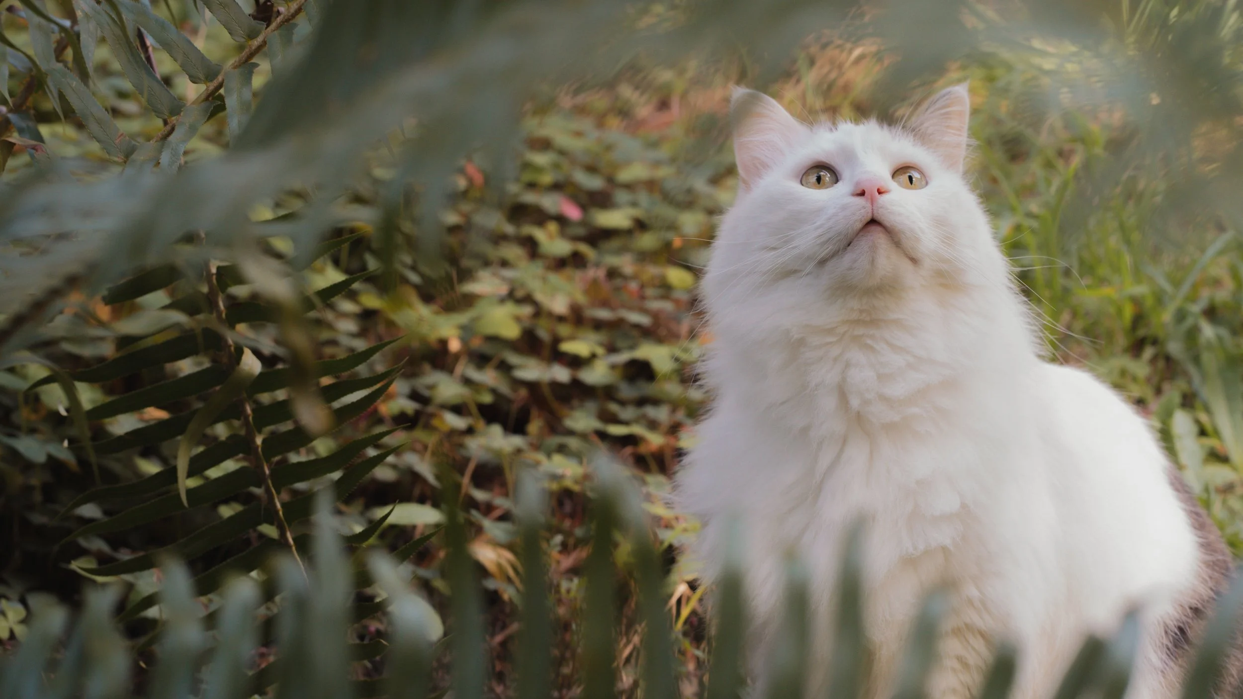PetCollageOrdered_20.jpg