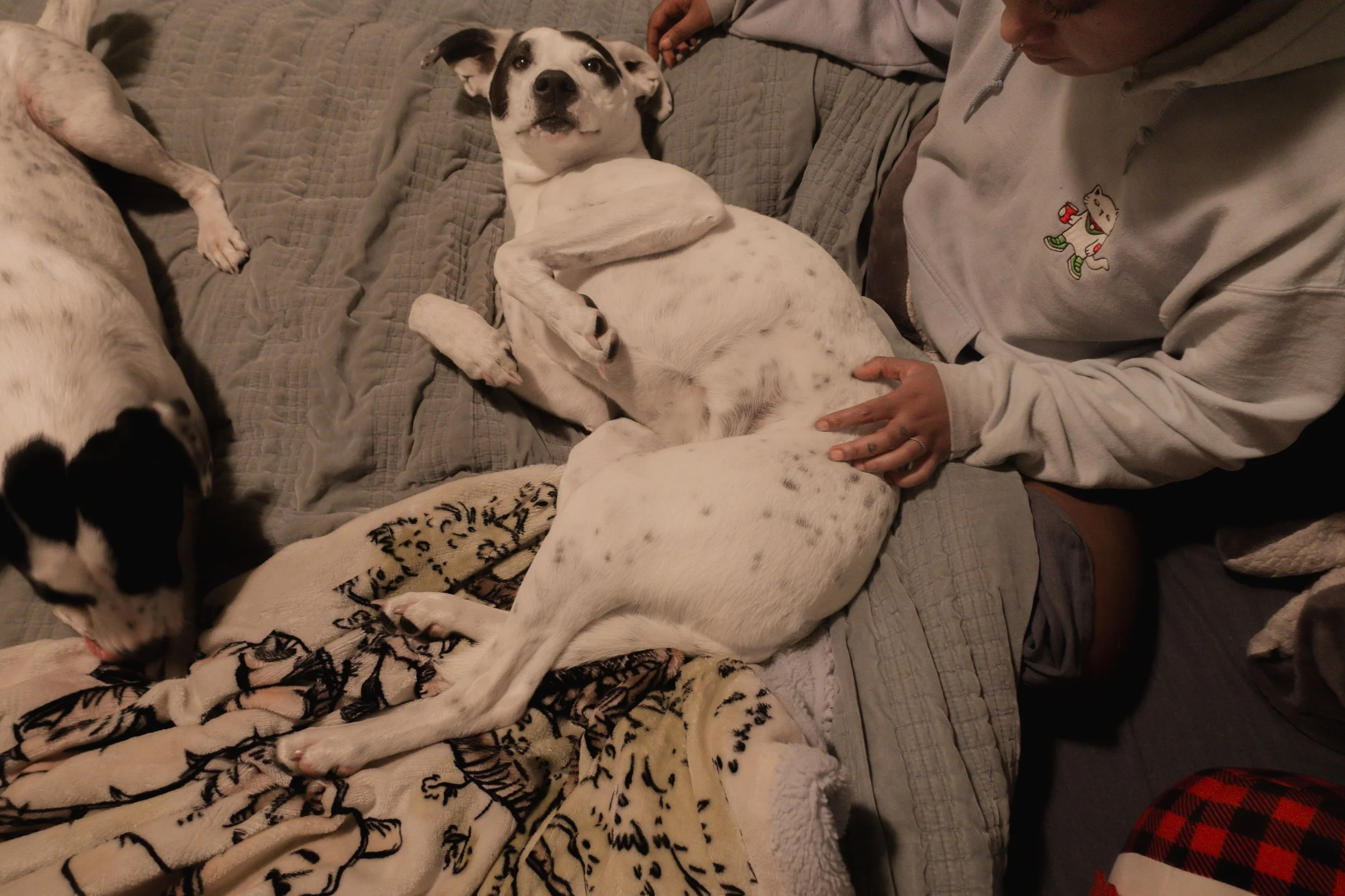 Pets-132.jpg