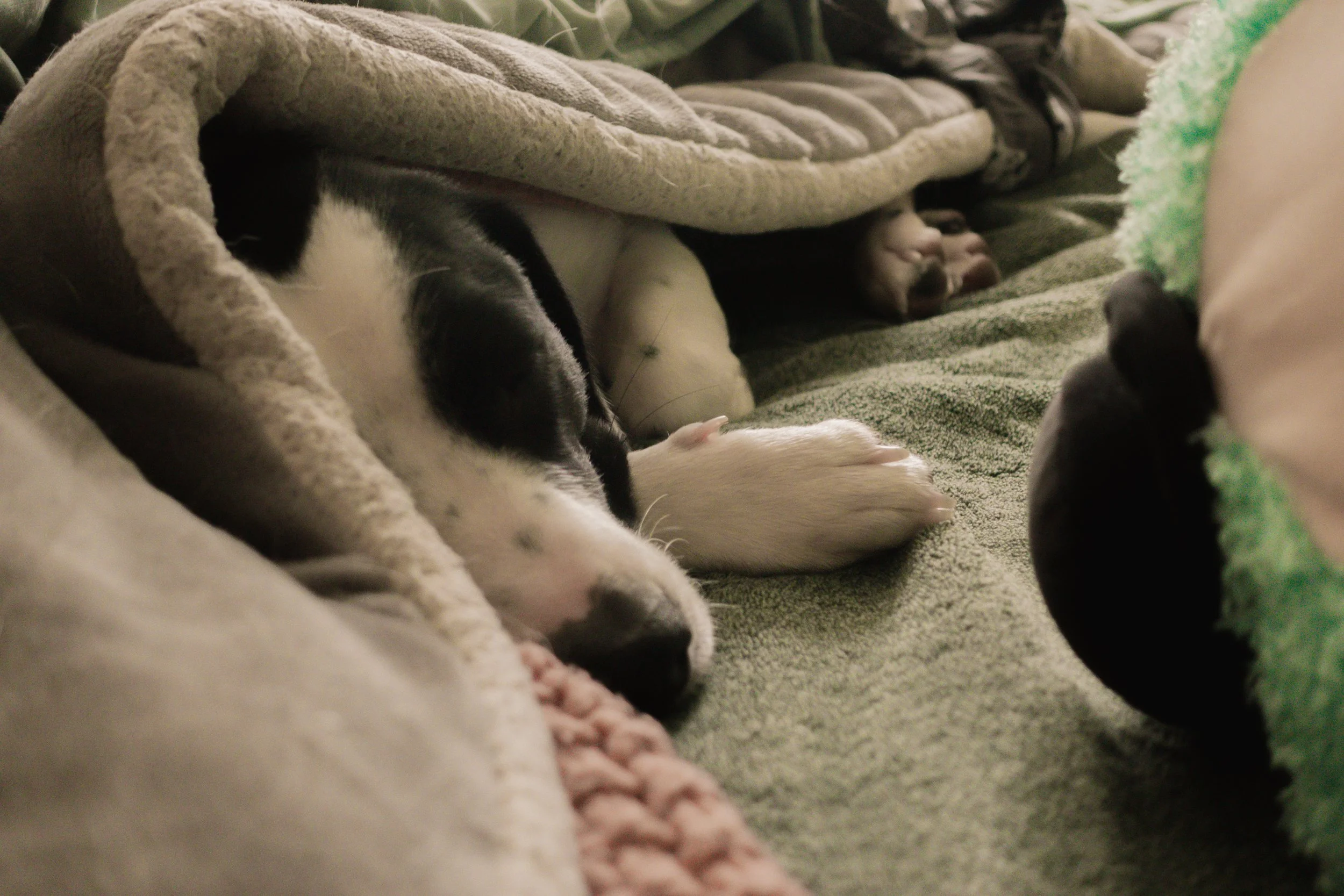 Pets-181.jpg