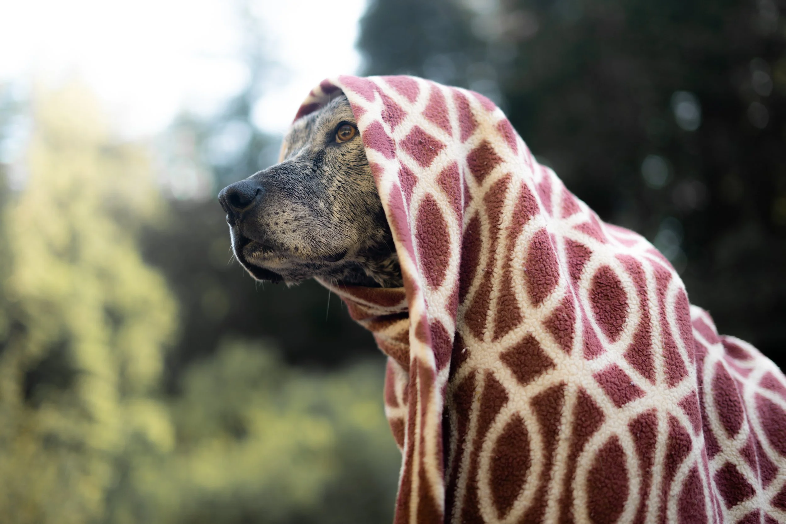 Pets-13.jpg