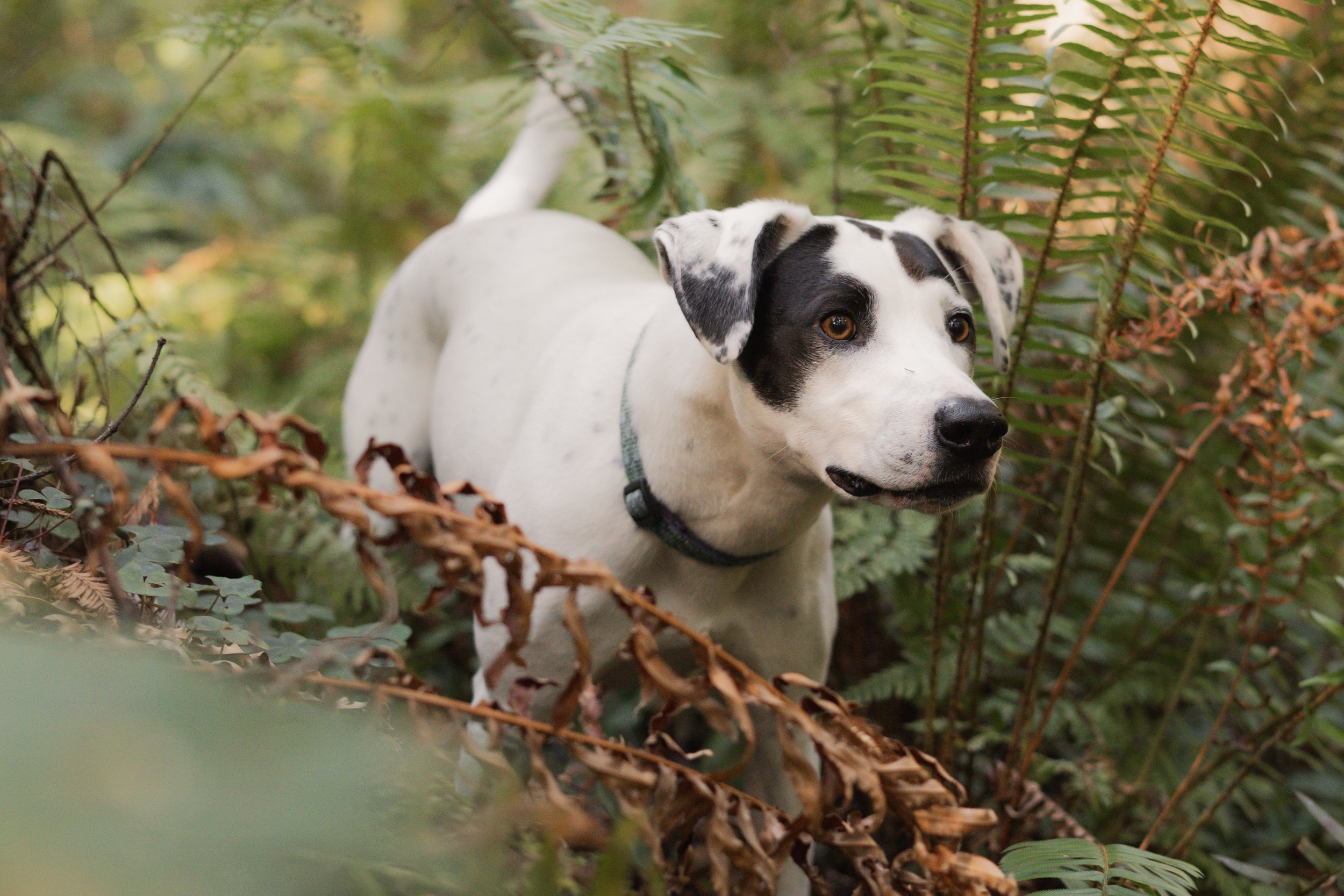 Pets-49.jpg
