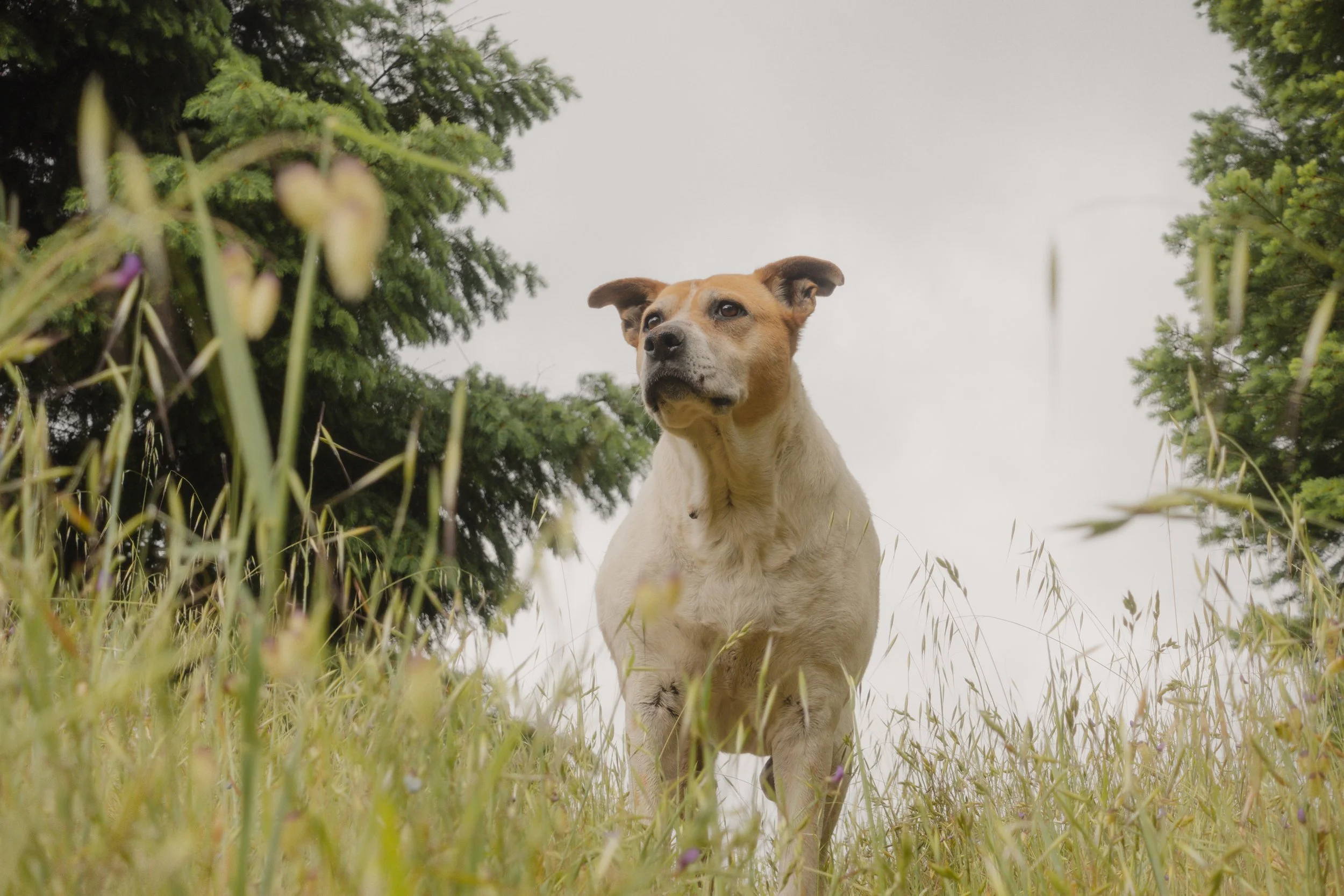 Pets-201.jpg