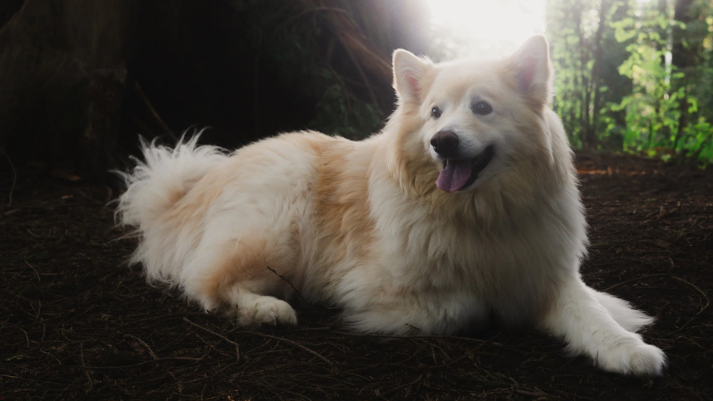 PetCollage_20.jpg