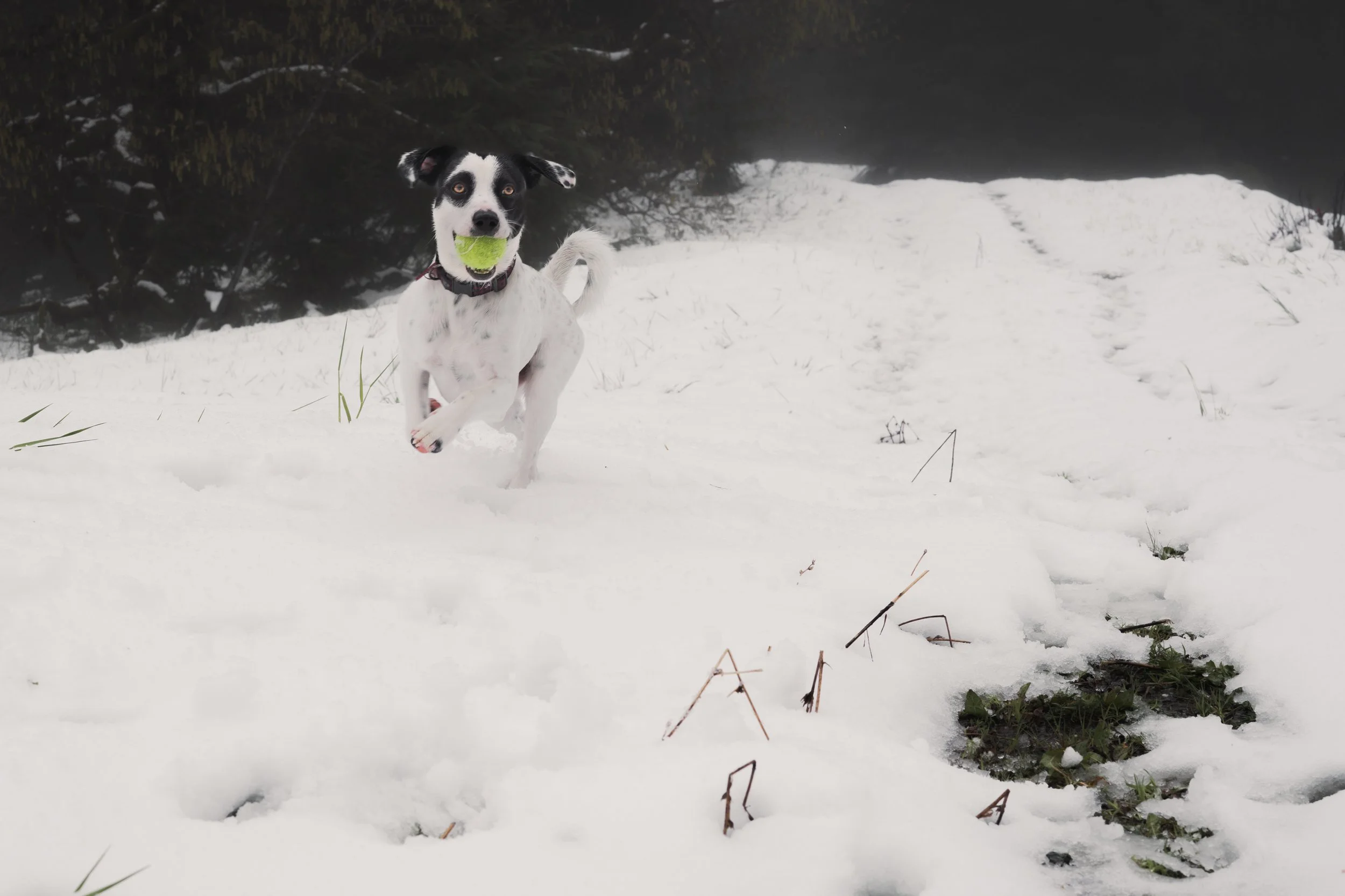 Pets-10.jpg