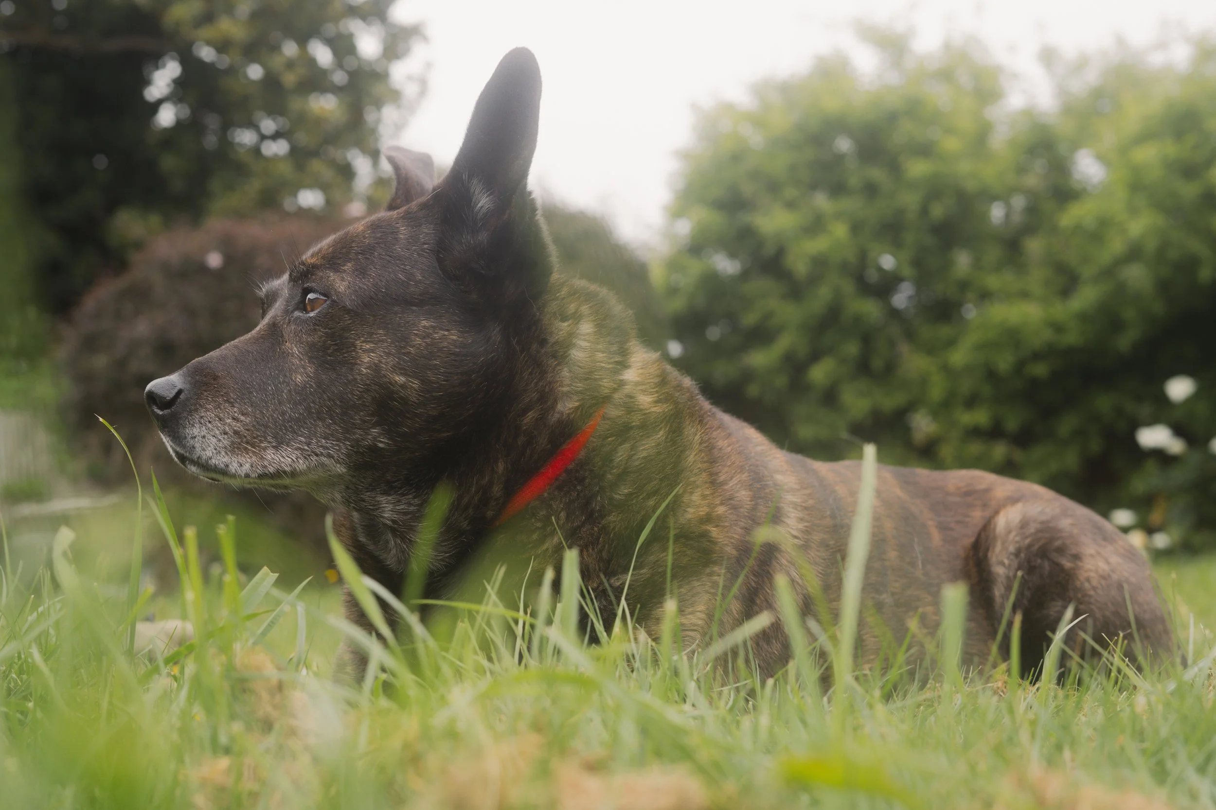 Pets-218.jpg