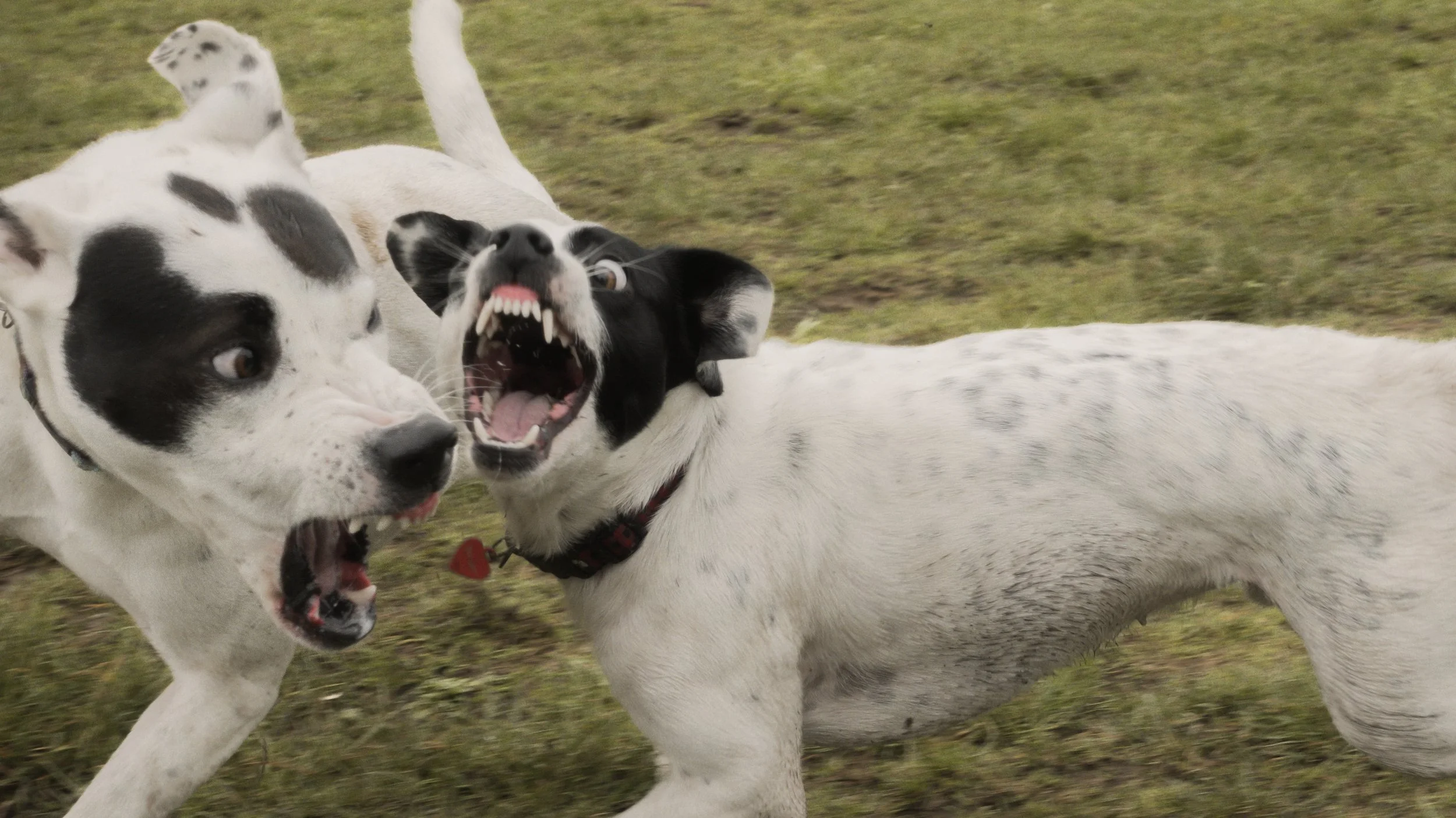 PetCollageOrdered_64.jpg