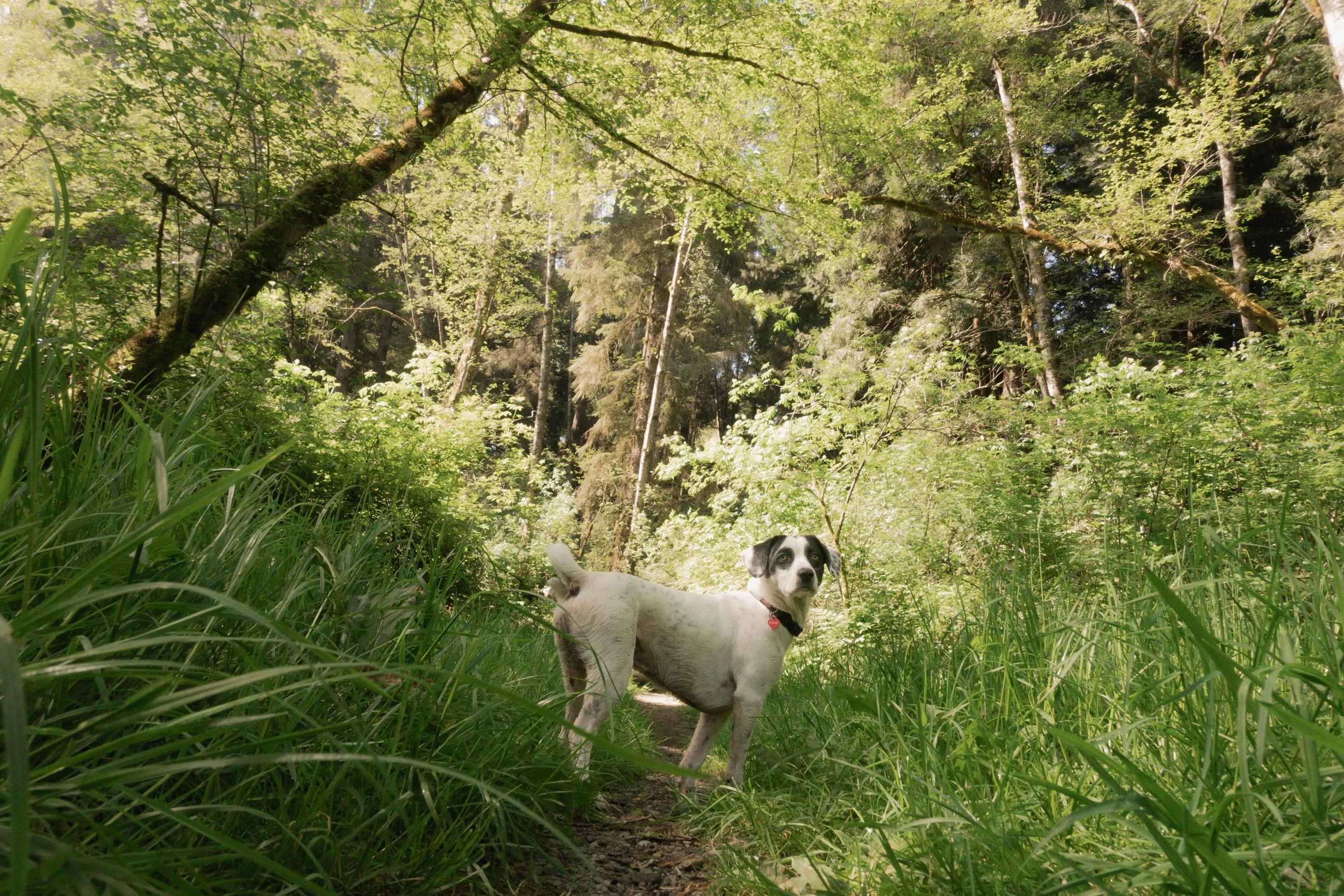 Pets-181.jpg