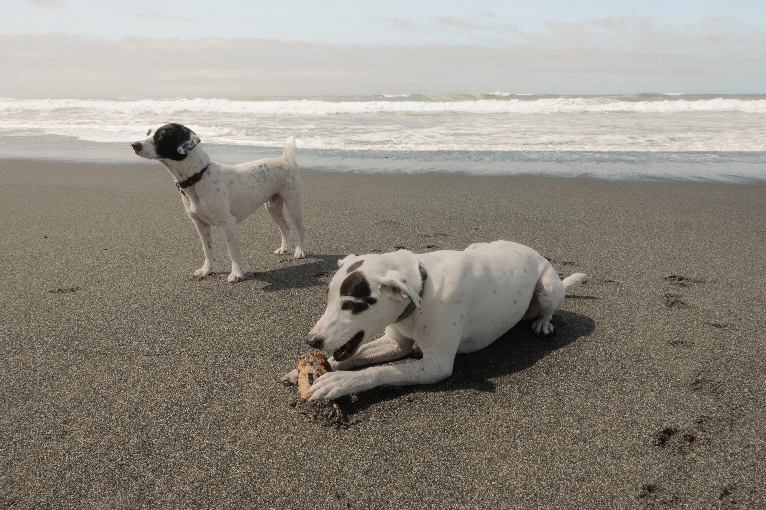 Pets-216.jpg