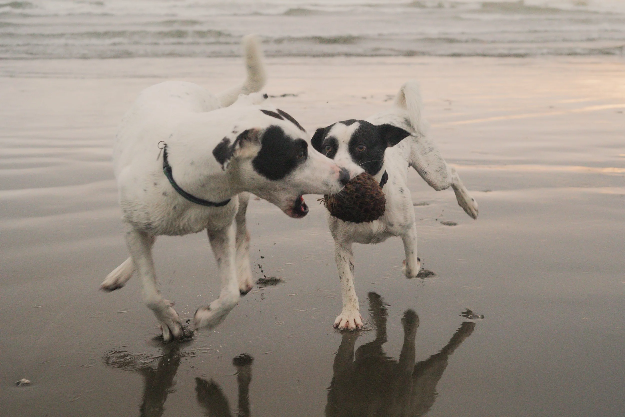 Pets-18.jpg