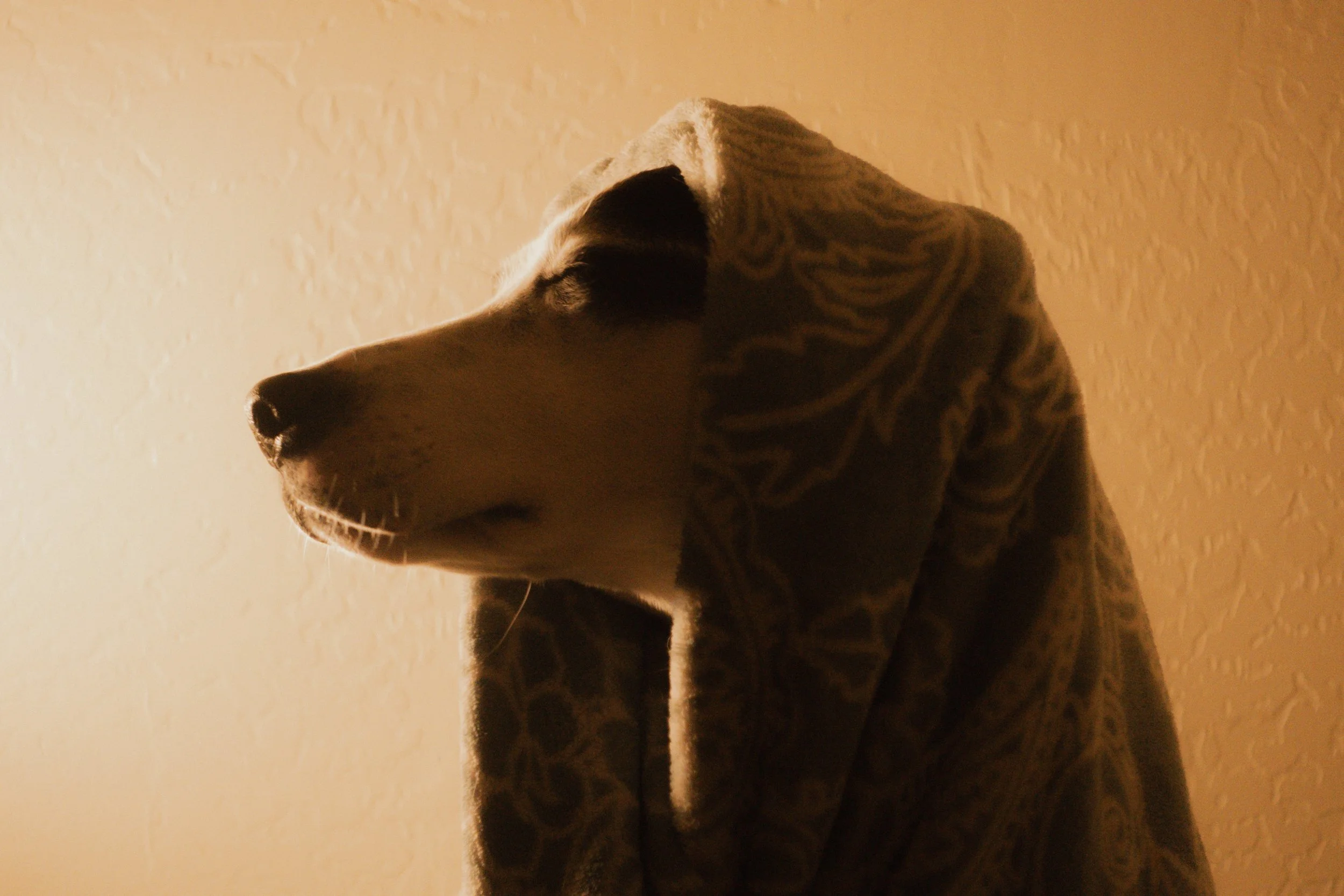 Pets-124.jpg