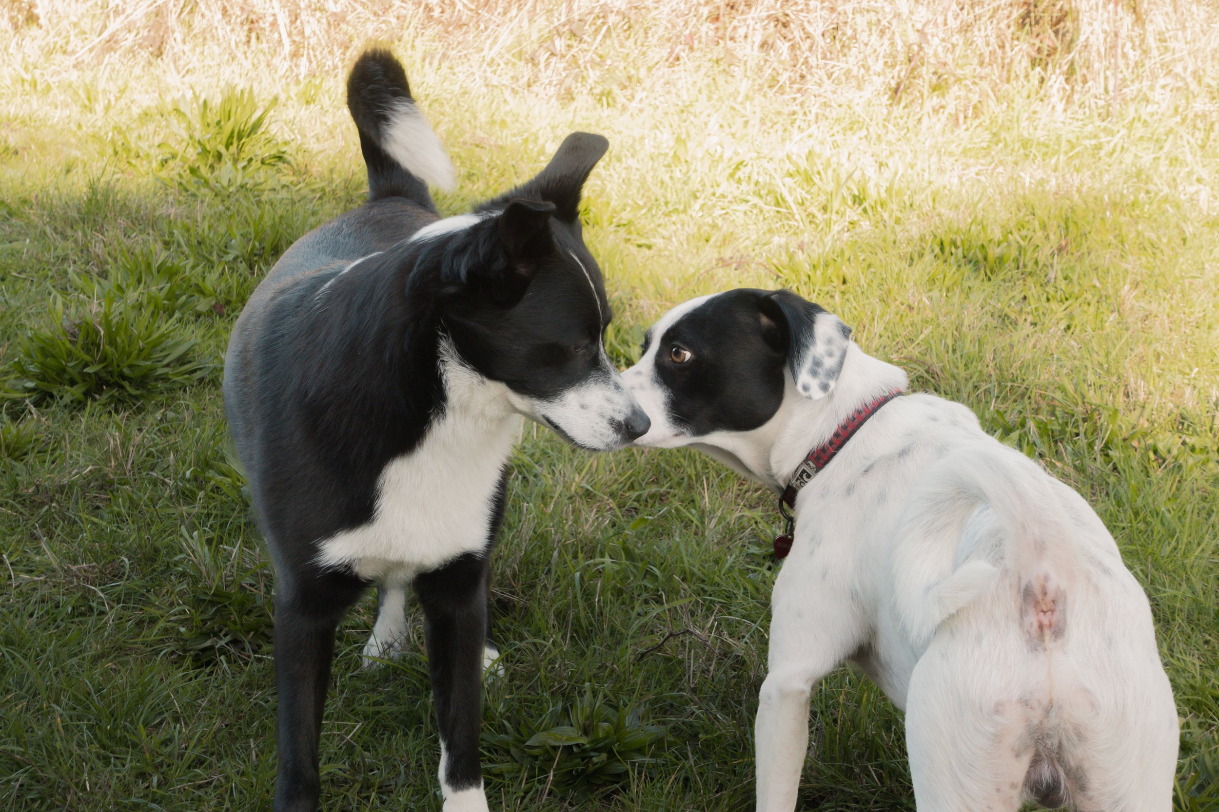 Pets-28.jpg