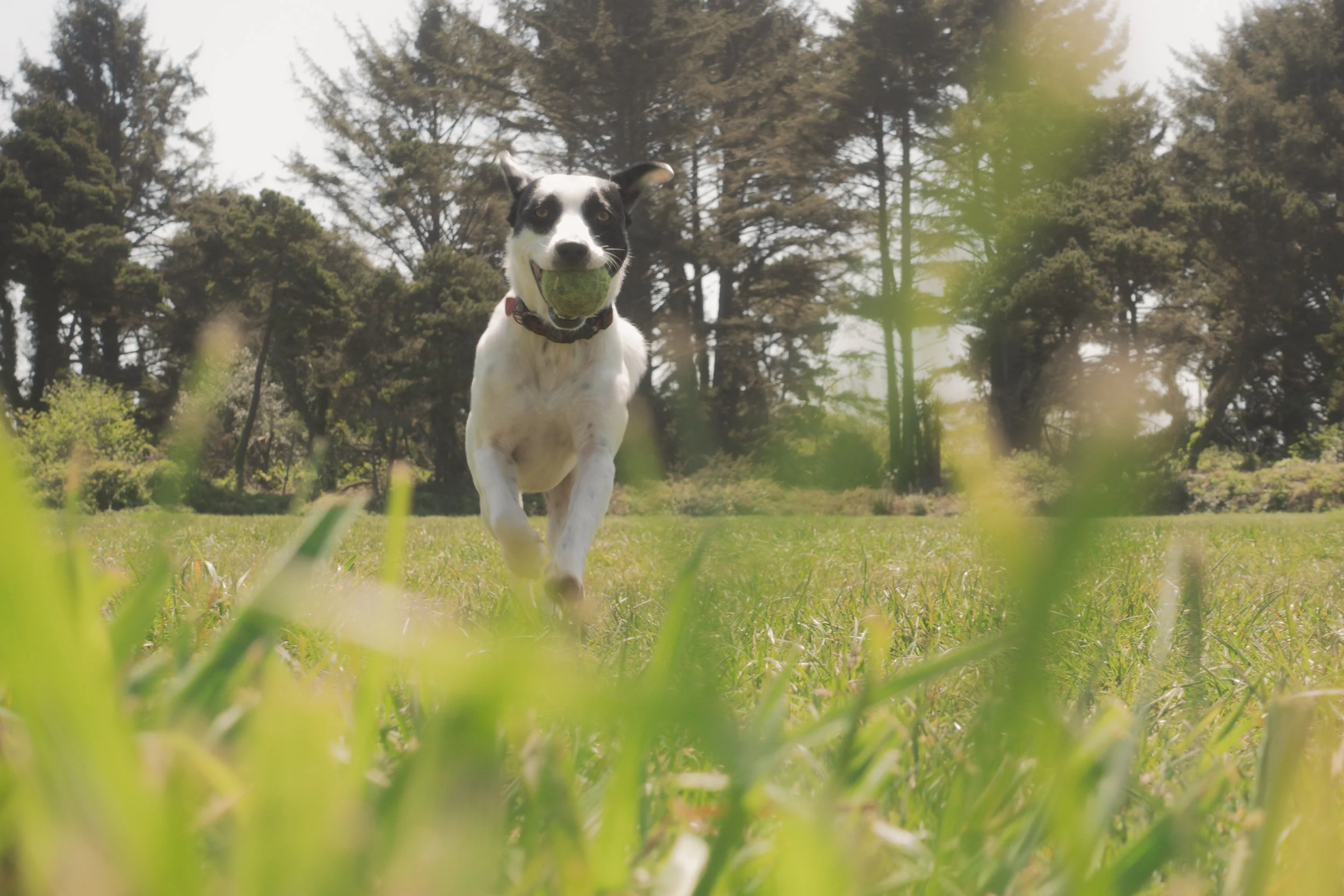 Pets-179.jpg