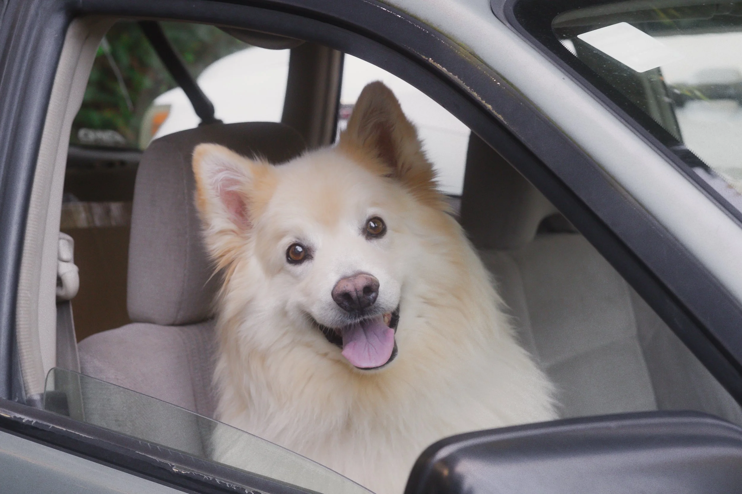 Pets-153.jpg