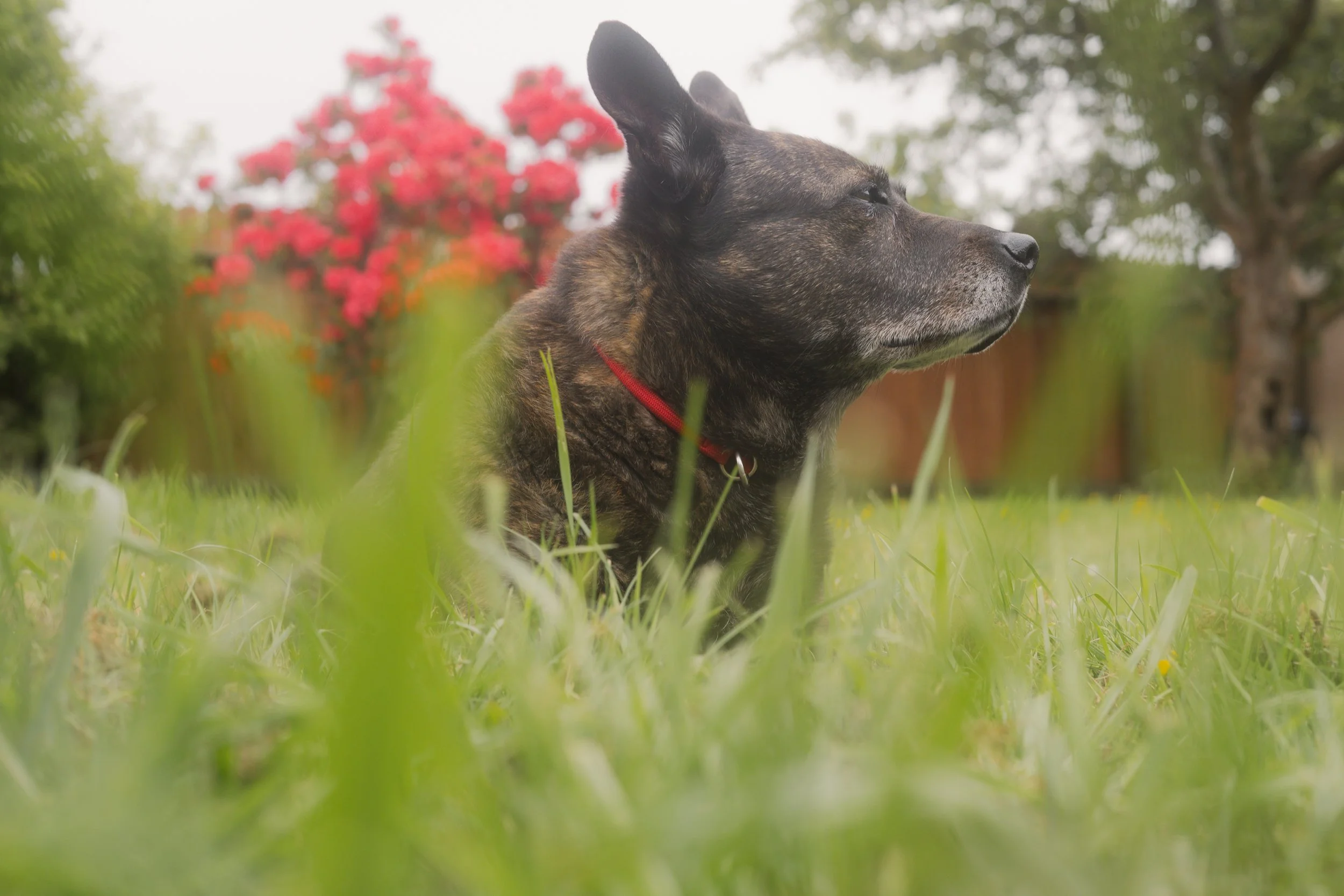 Pets-217.jpg