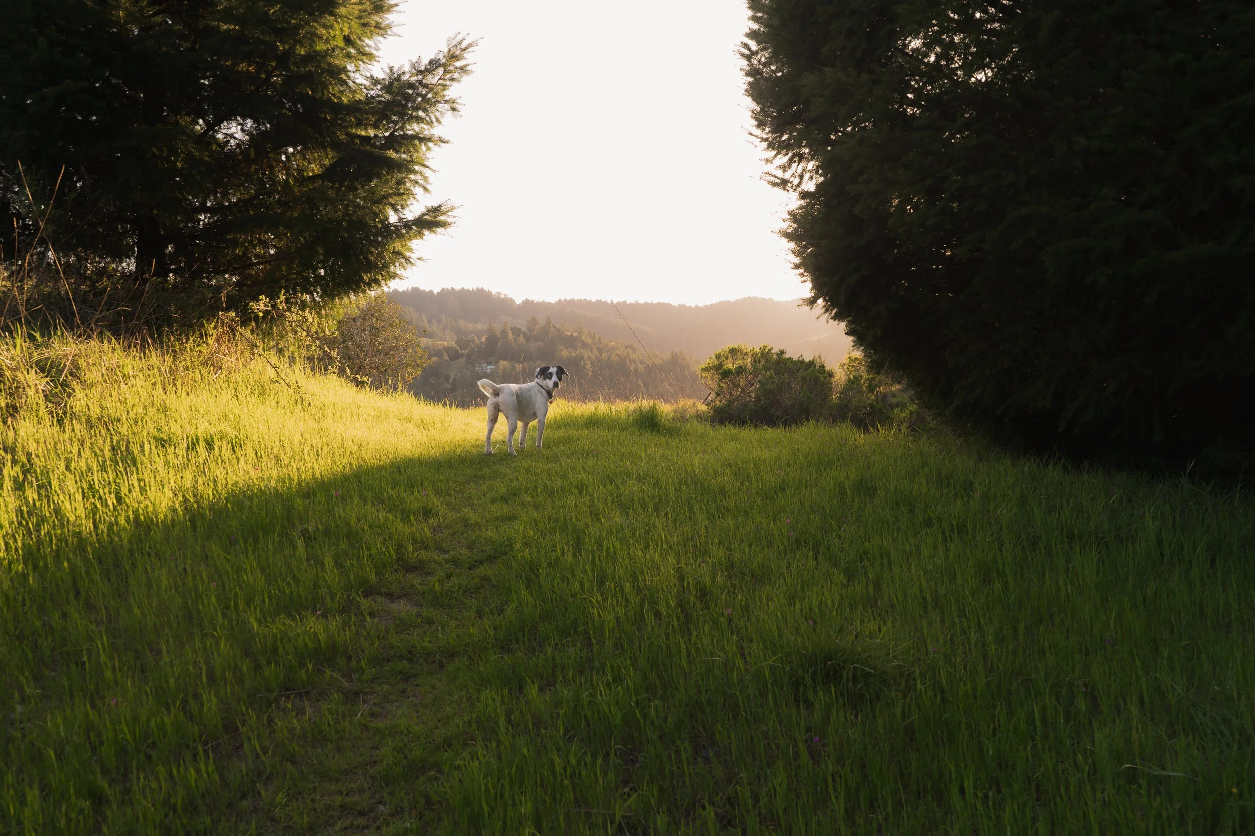 Pets-175.jpg