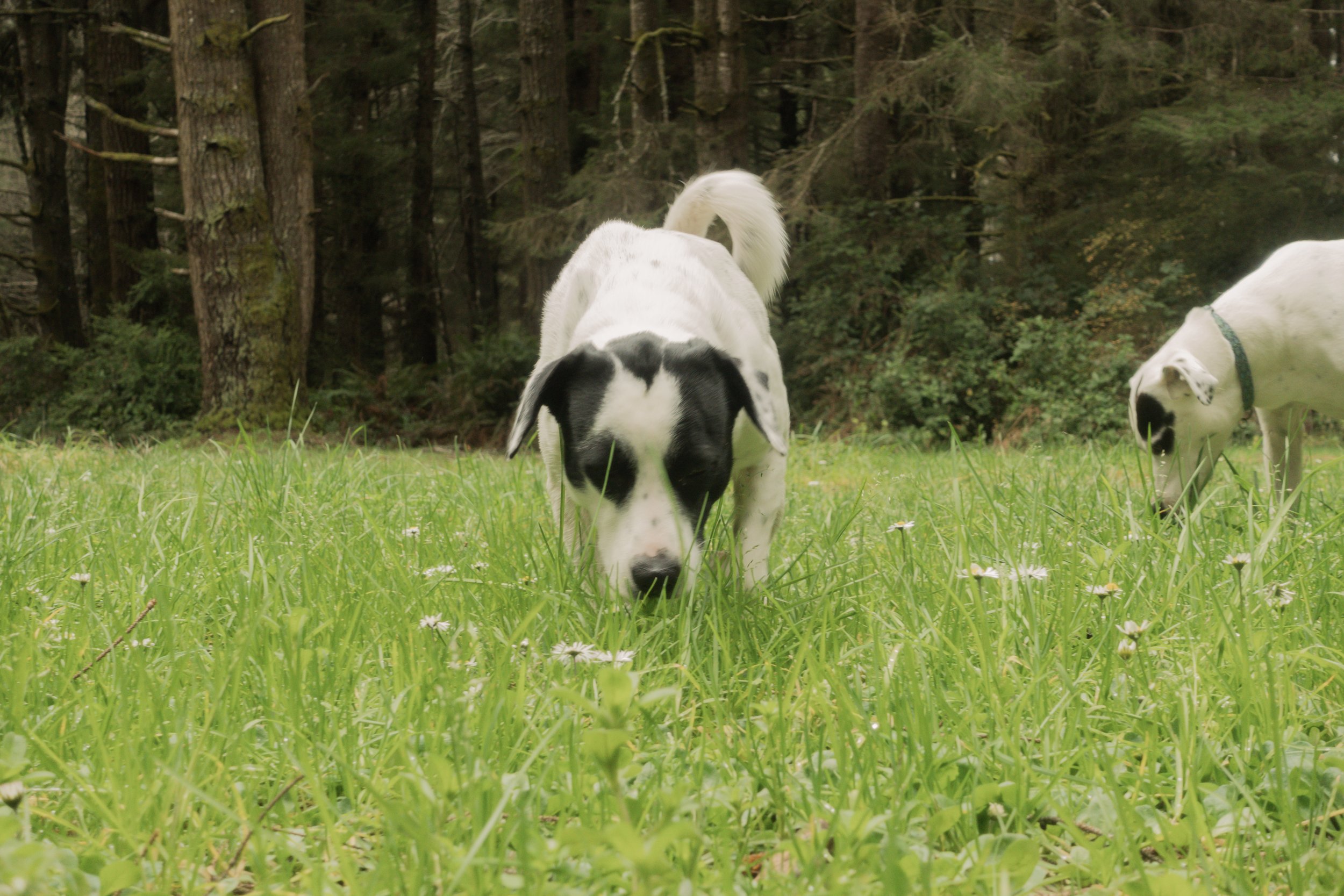 Pets-122.jpg