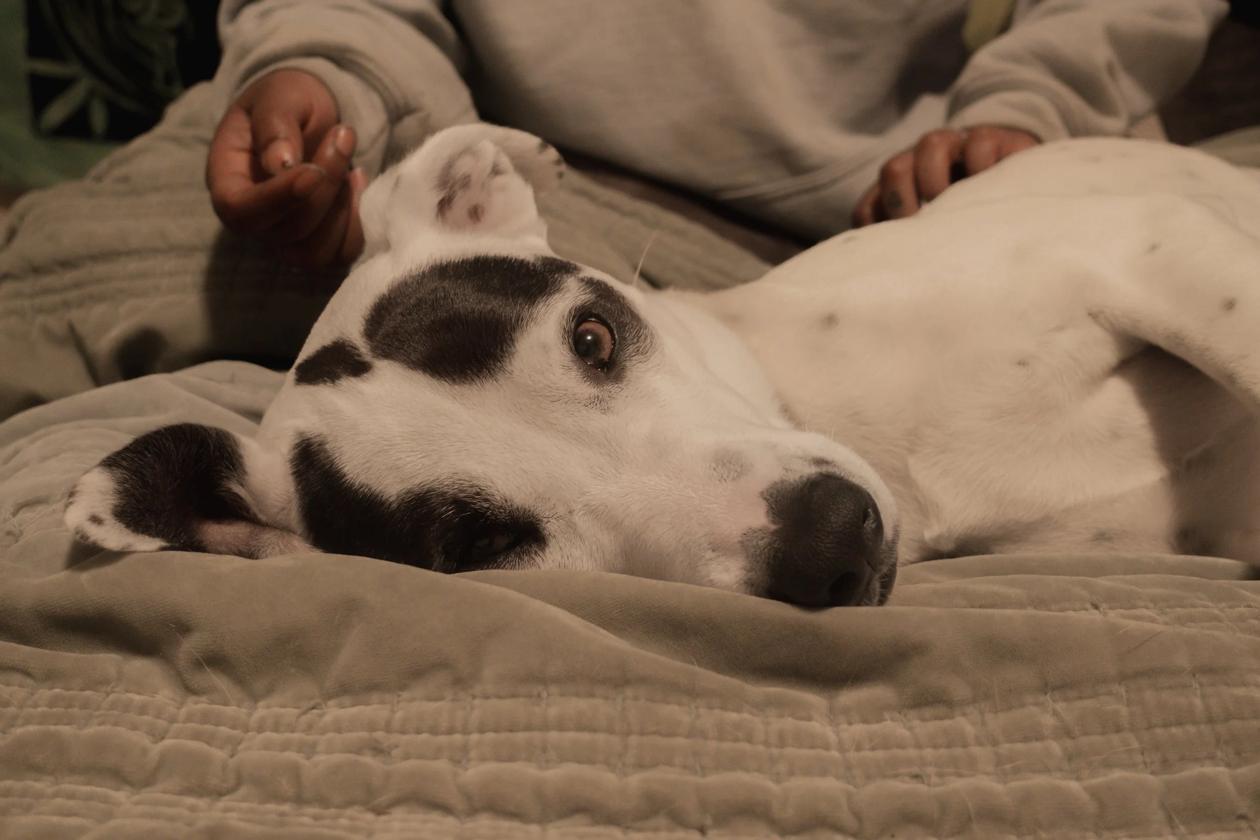 Pets-133.jpg
