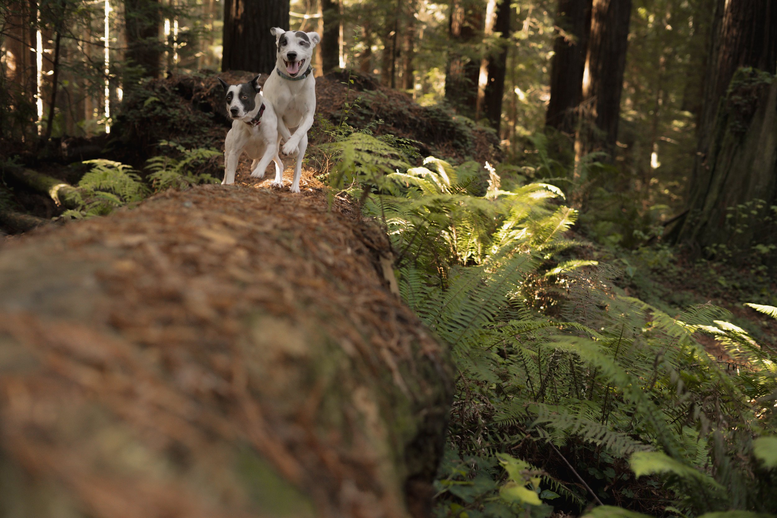 Pets-193.jpg