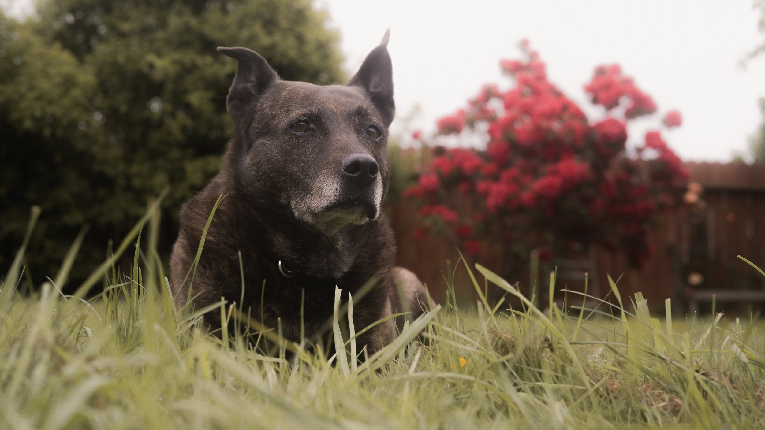 PetCollageOrdered_42.jpg