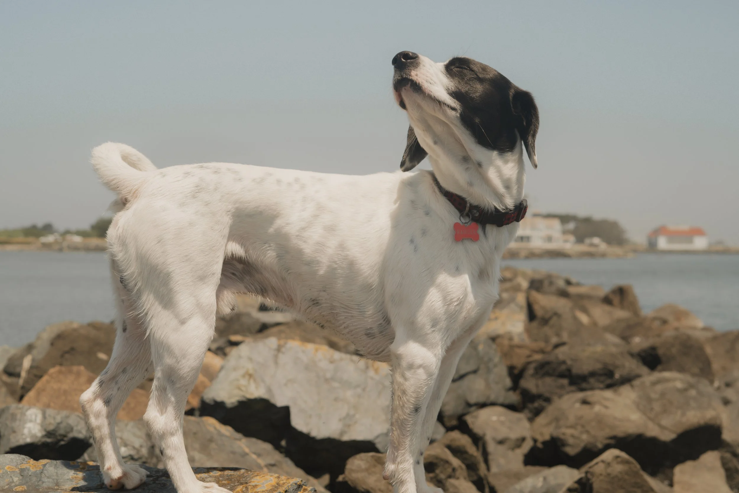 Pets-31.jpg