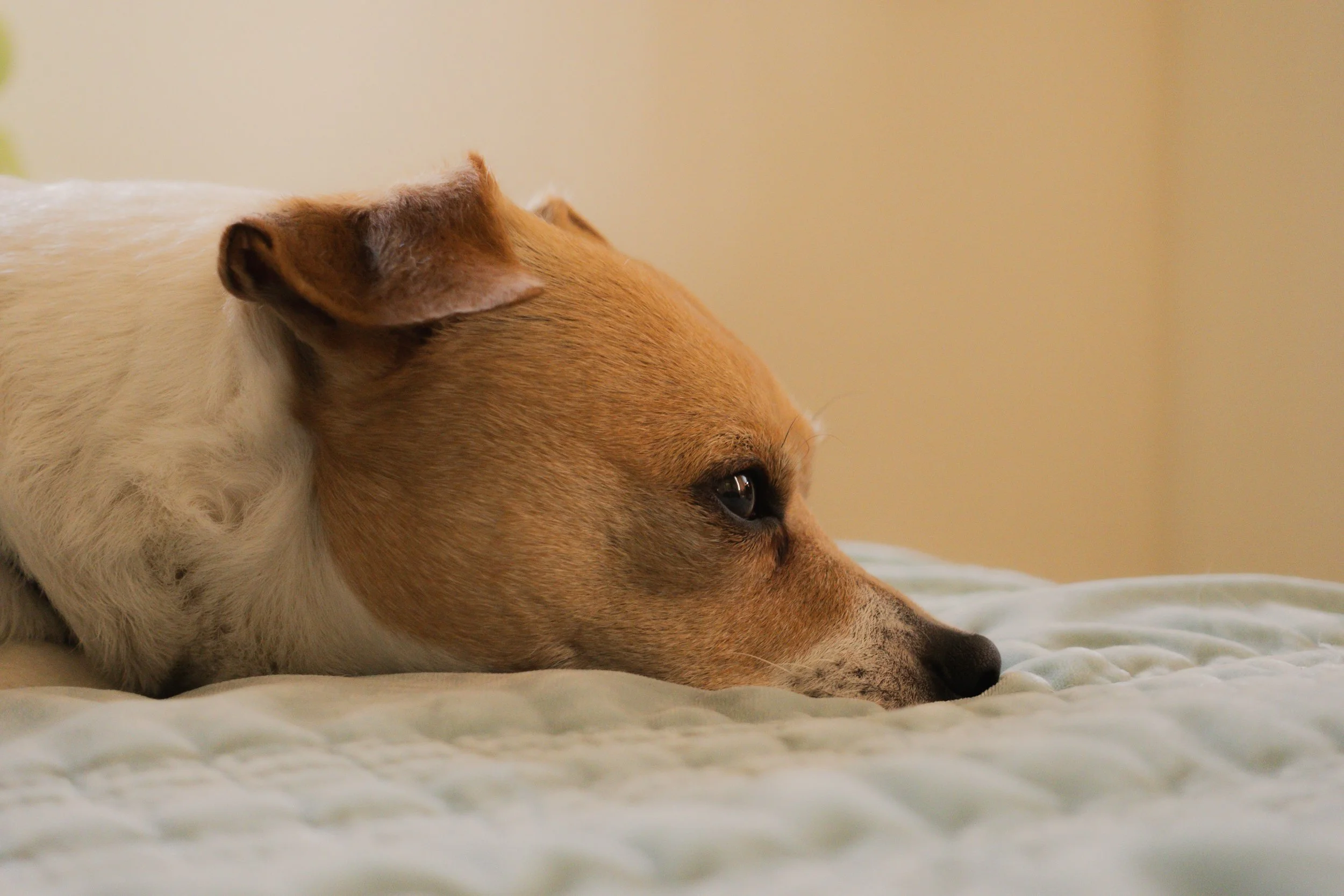 Pets-55.jpg