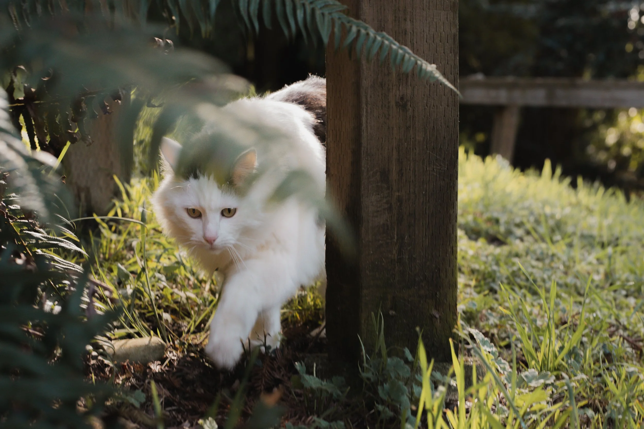 Pets-6.jpg