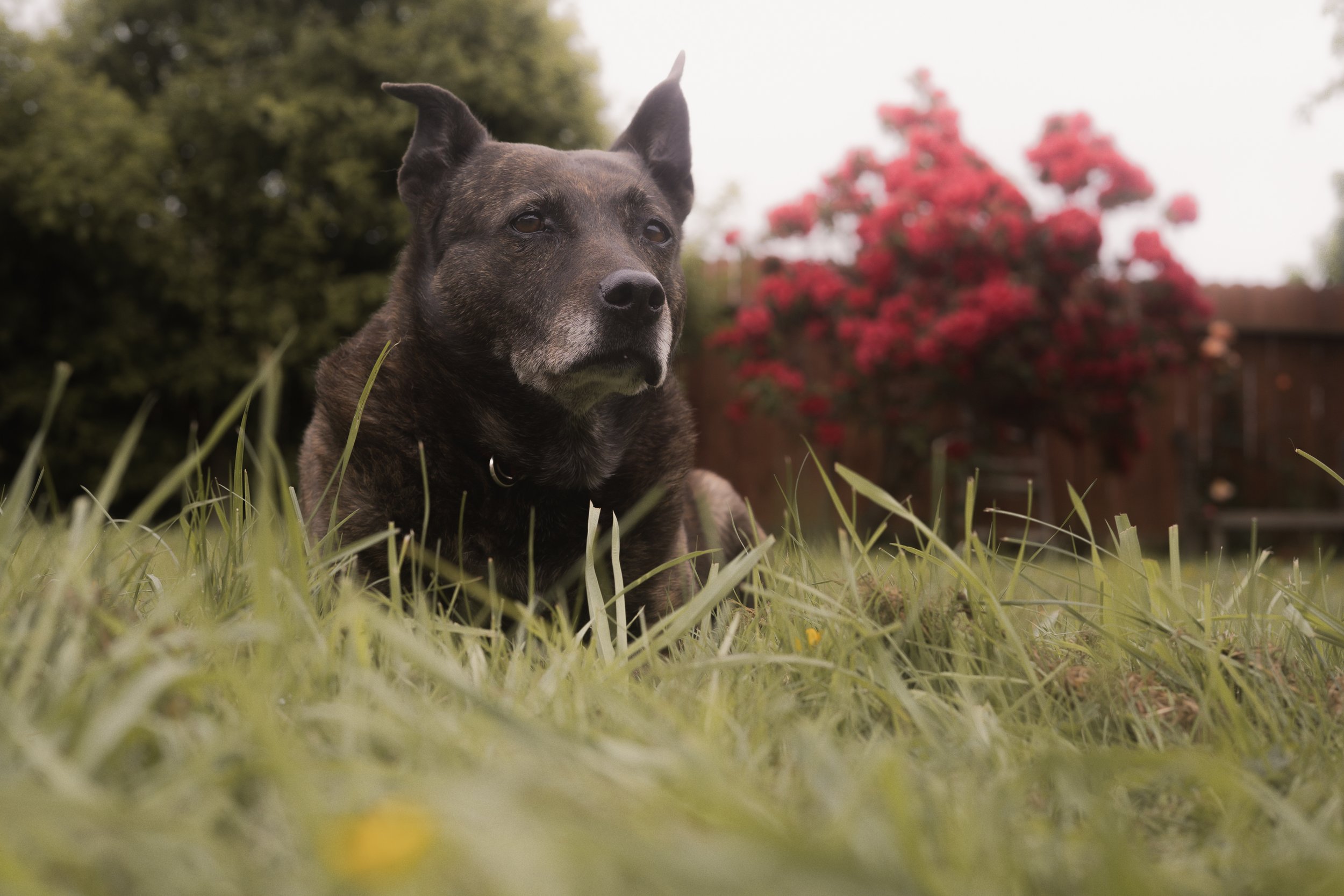 Pets-88.jpg