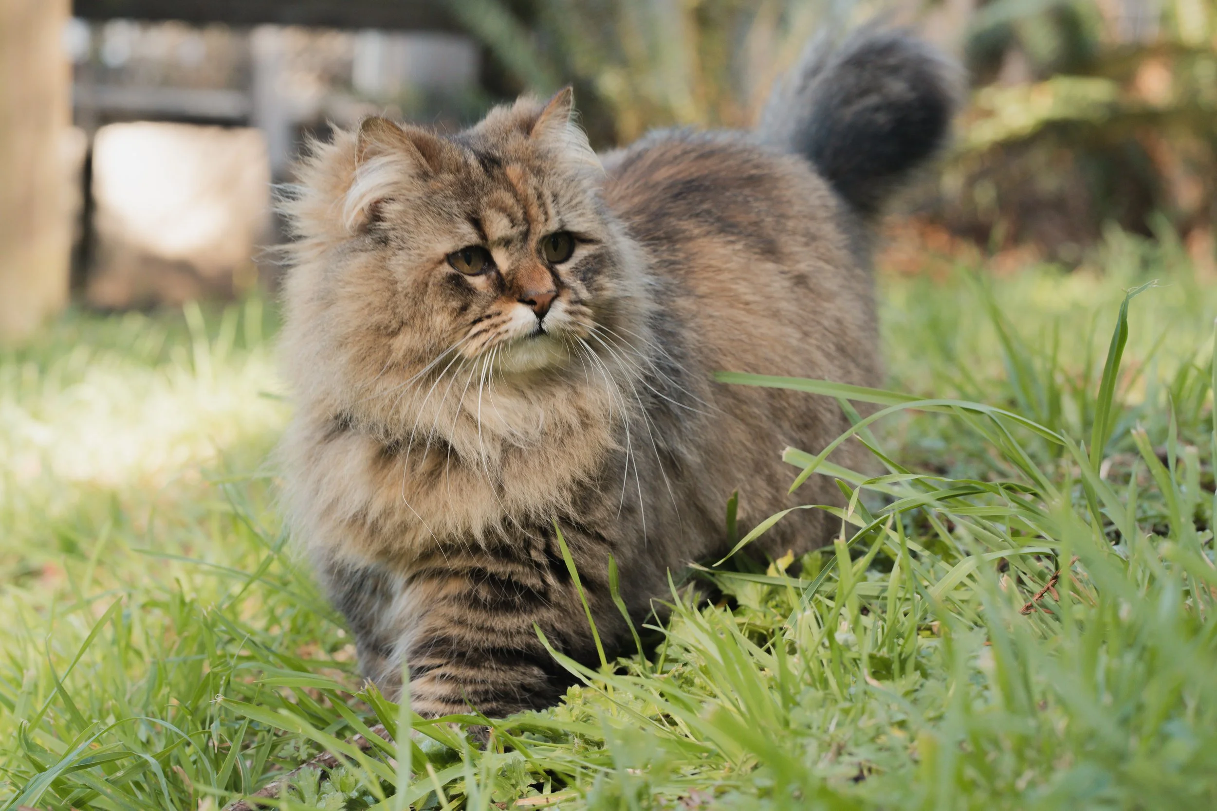 Pets-5.jpg