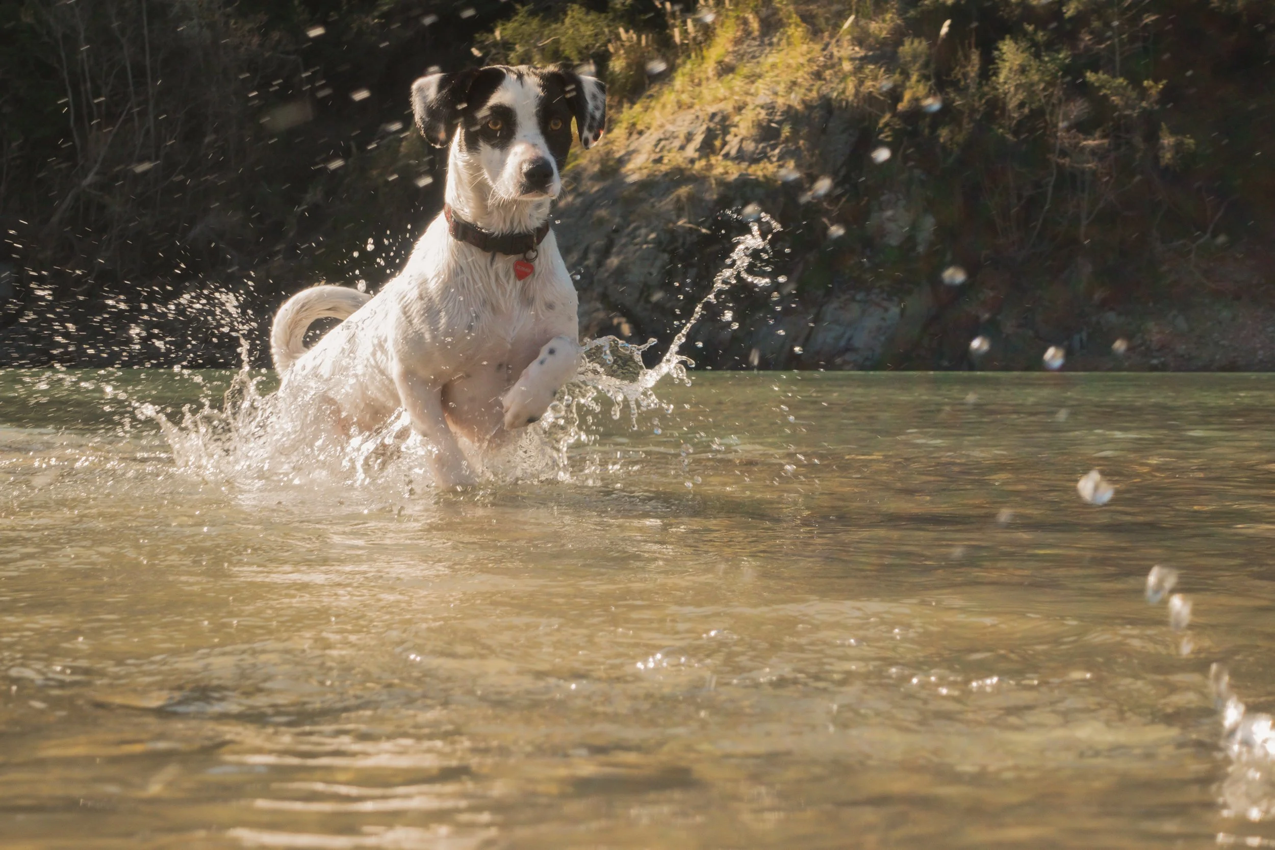 Pets-158.jpg