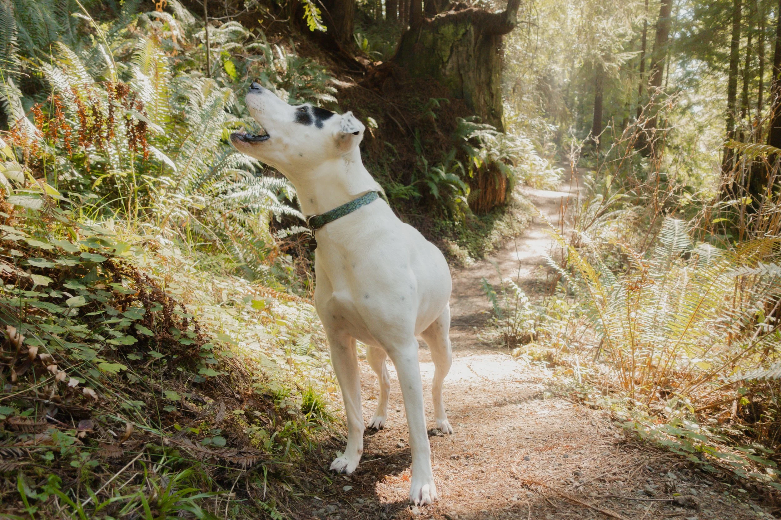 Pets-129.jpg