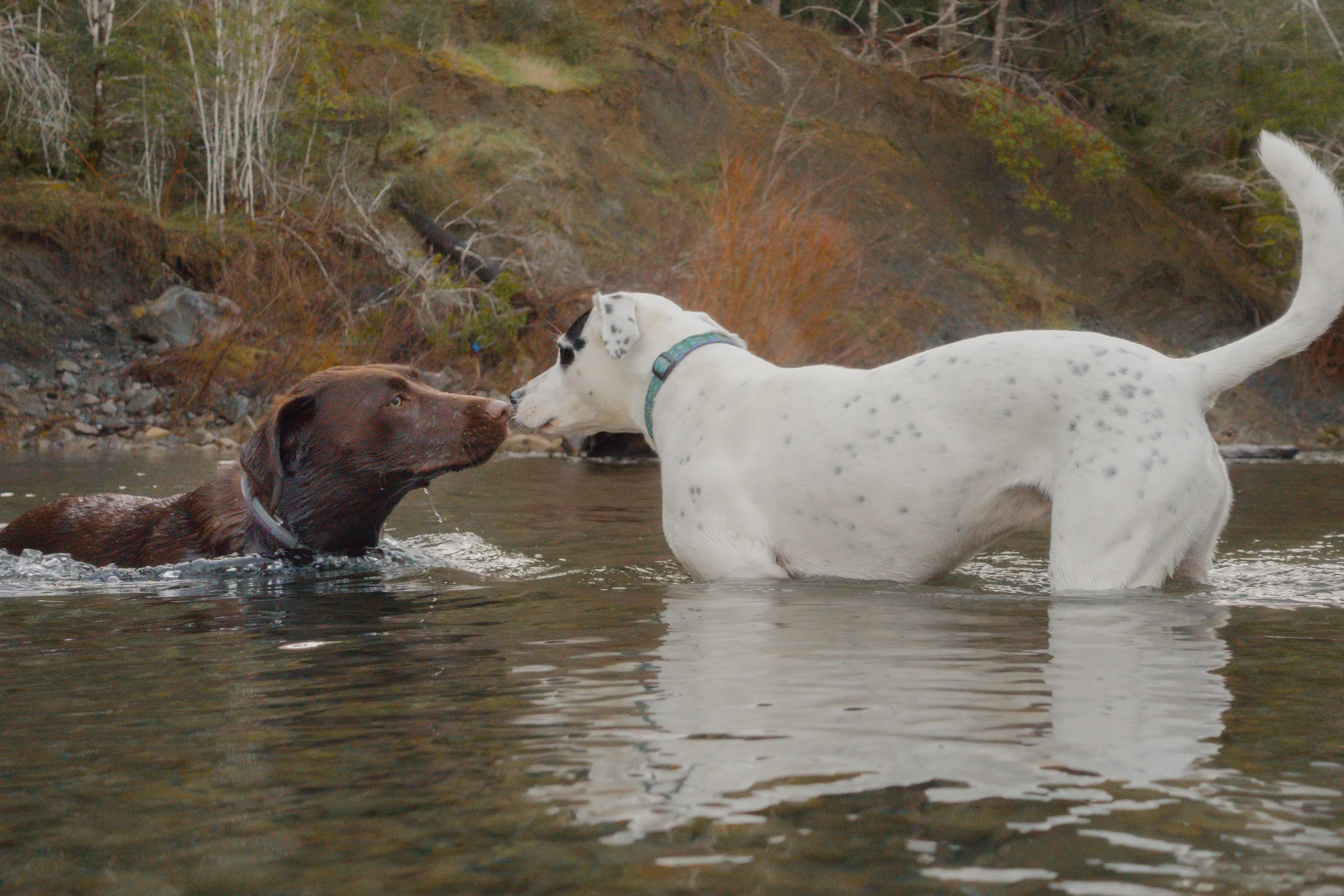 Pets-80.jpg