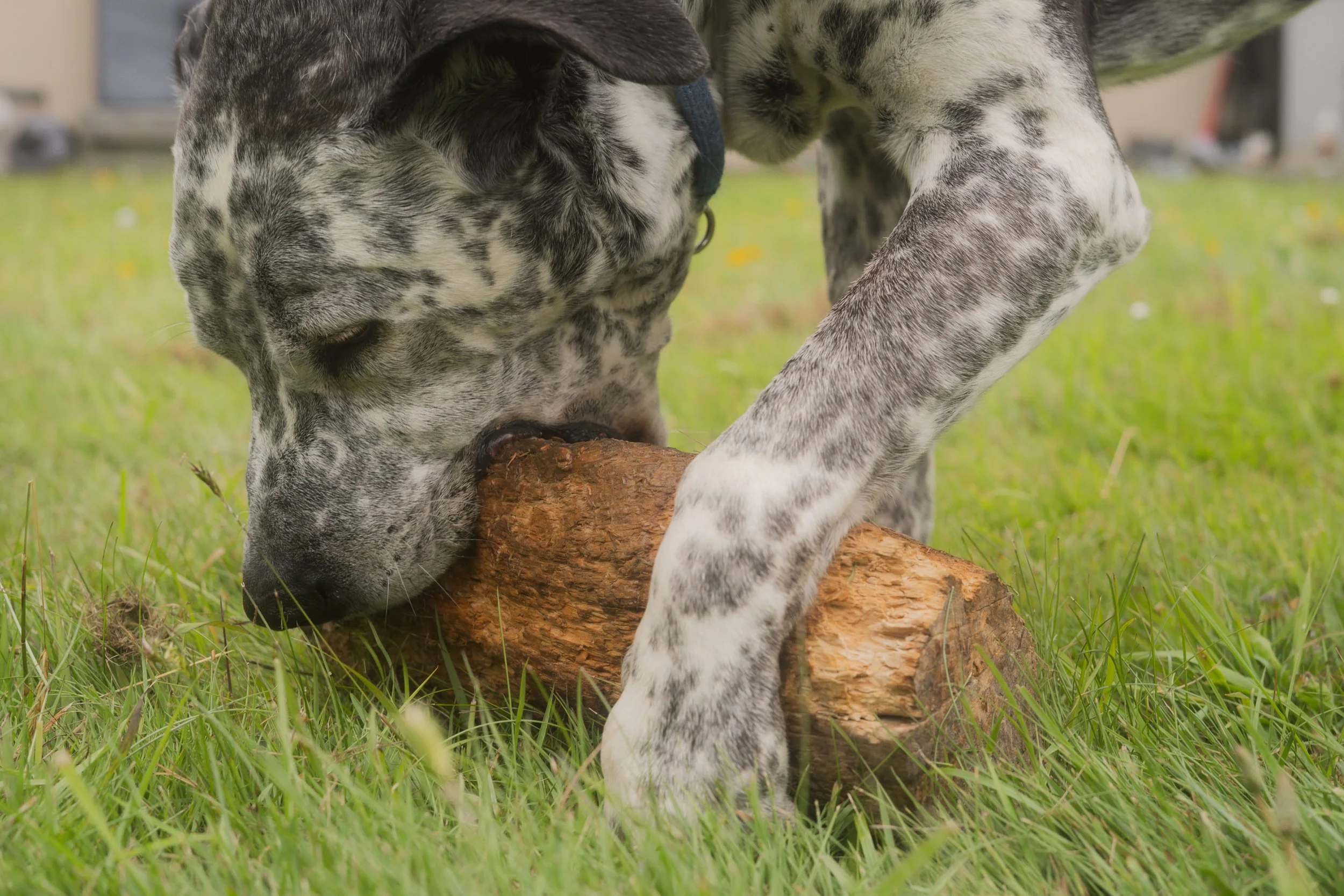 Pets-214.jpg