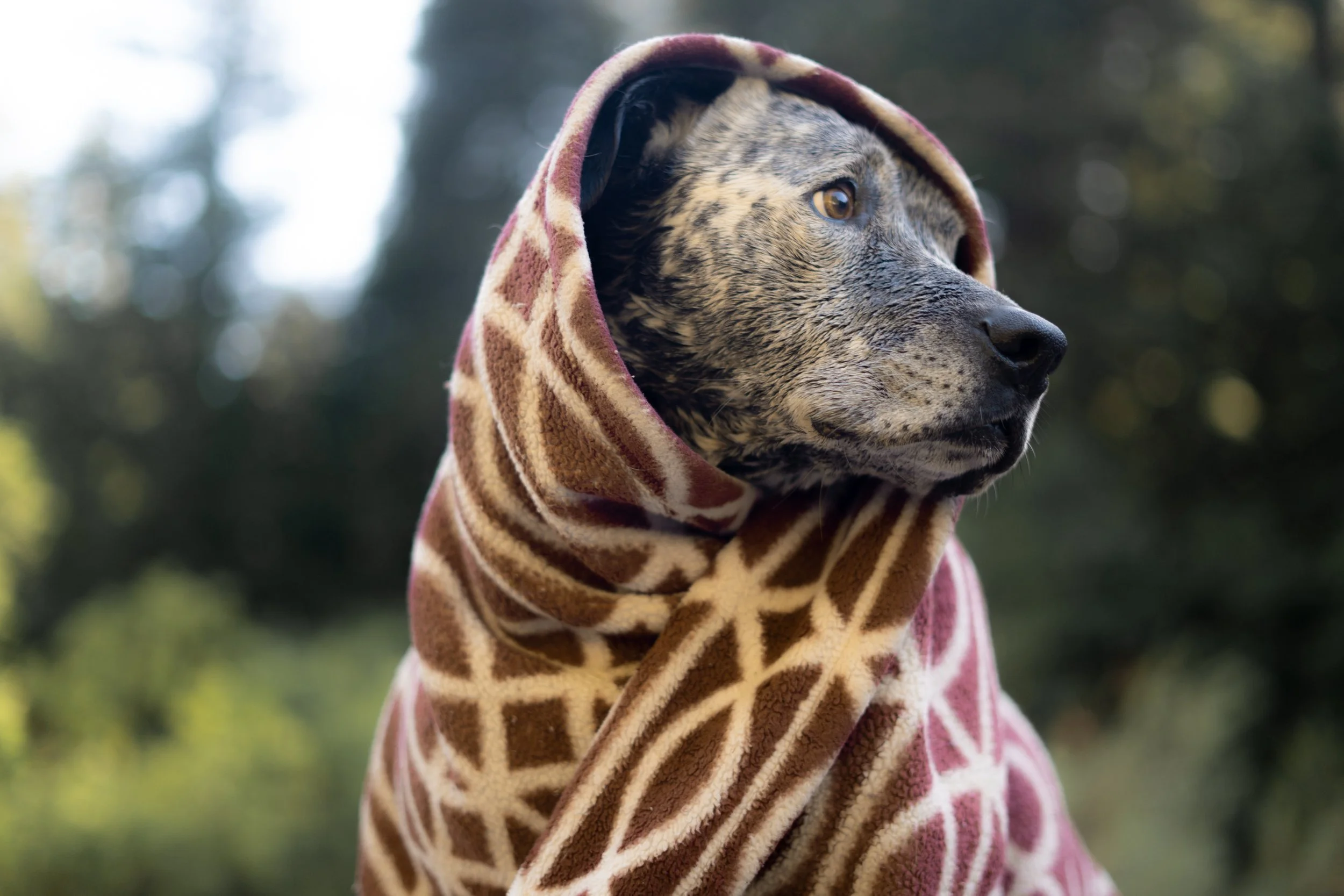 Pets-26.jpg