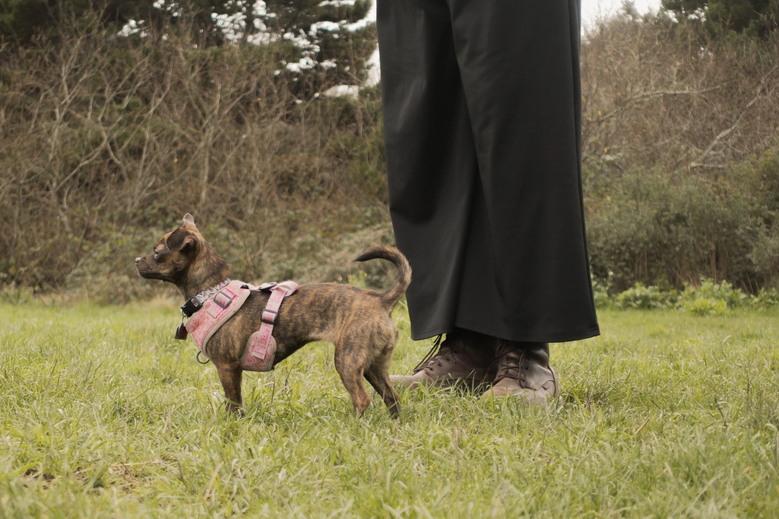Pets-20.jpg