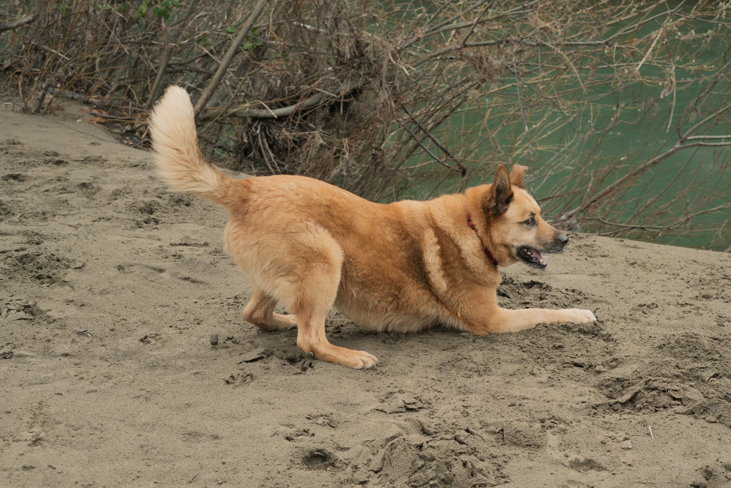 Pets-131.jpg