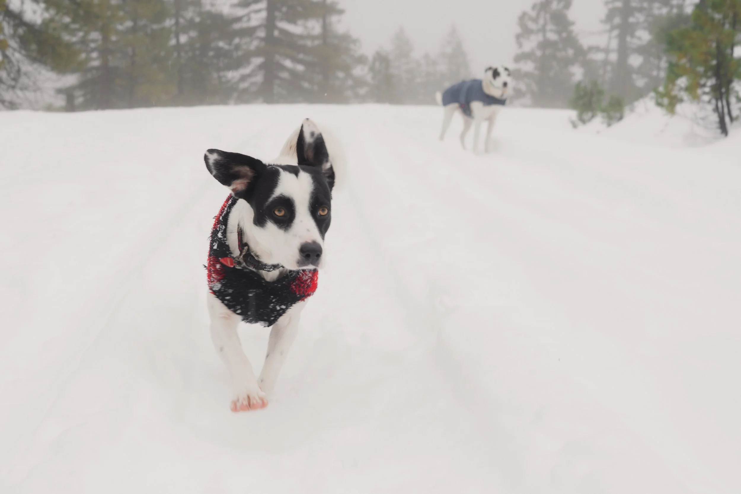 Pets-163.jpg