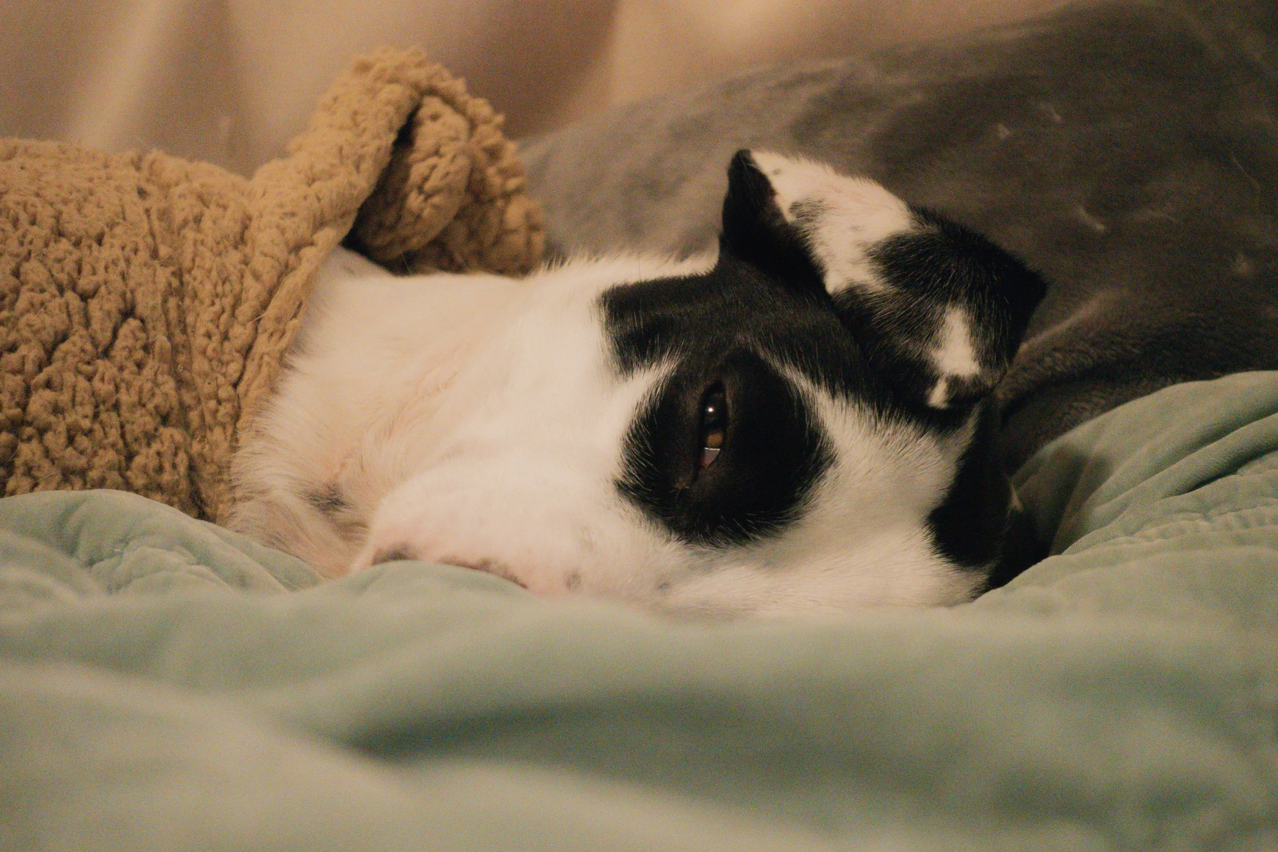 Pets-155.jpg