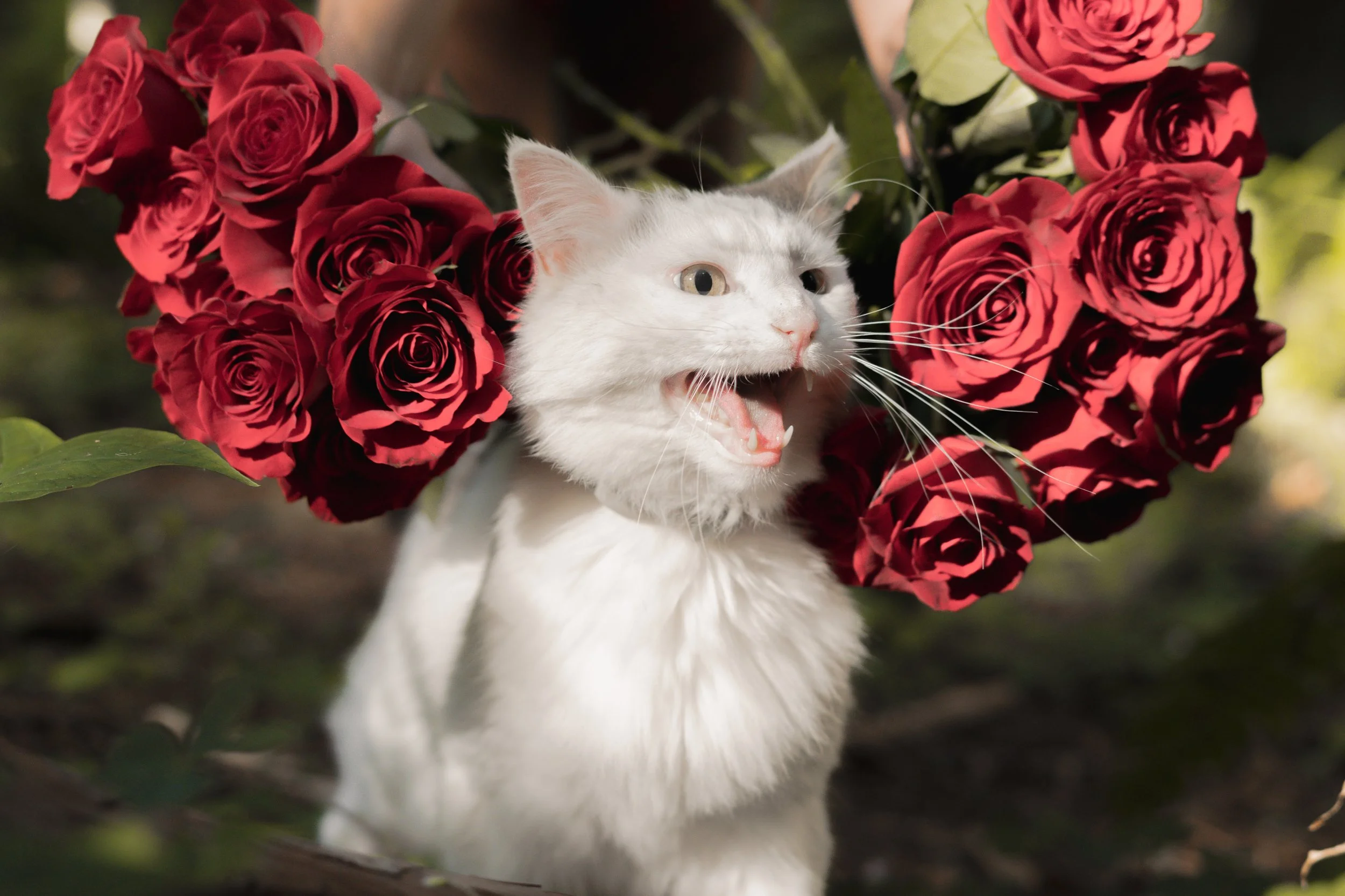 Pets-18.jpg