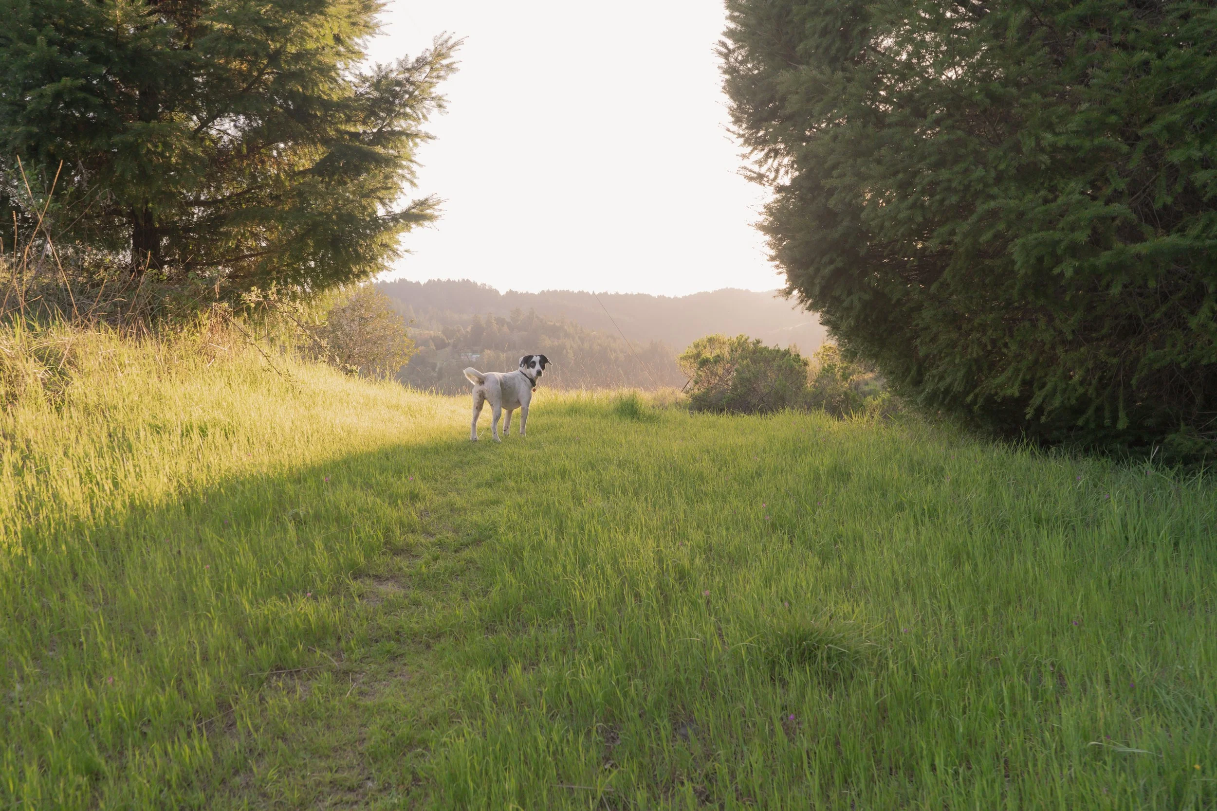 Pets-168.jpg