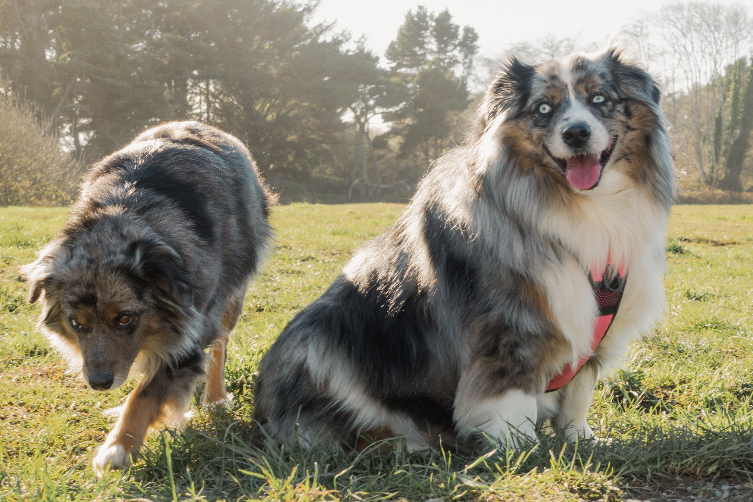 Pets-84.jpg