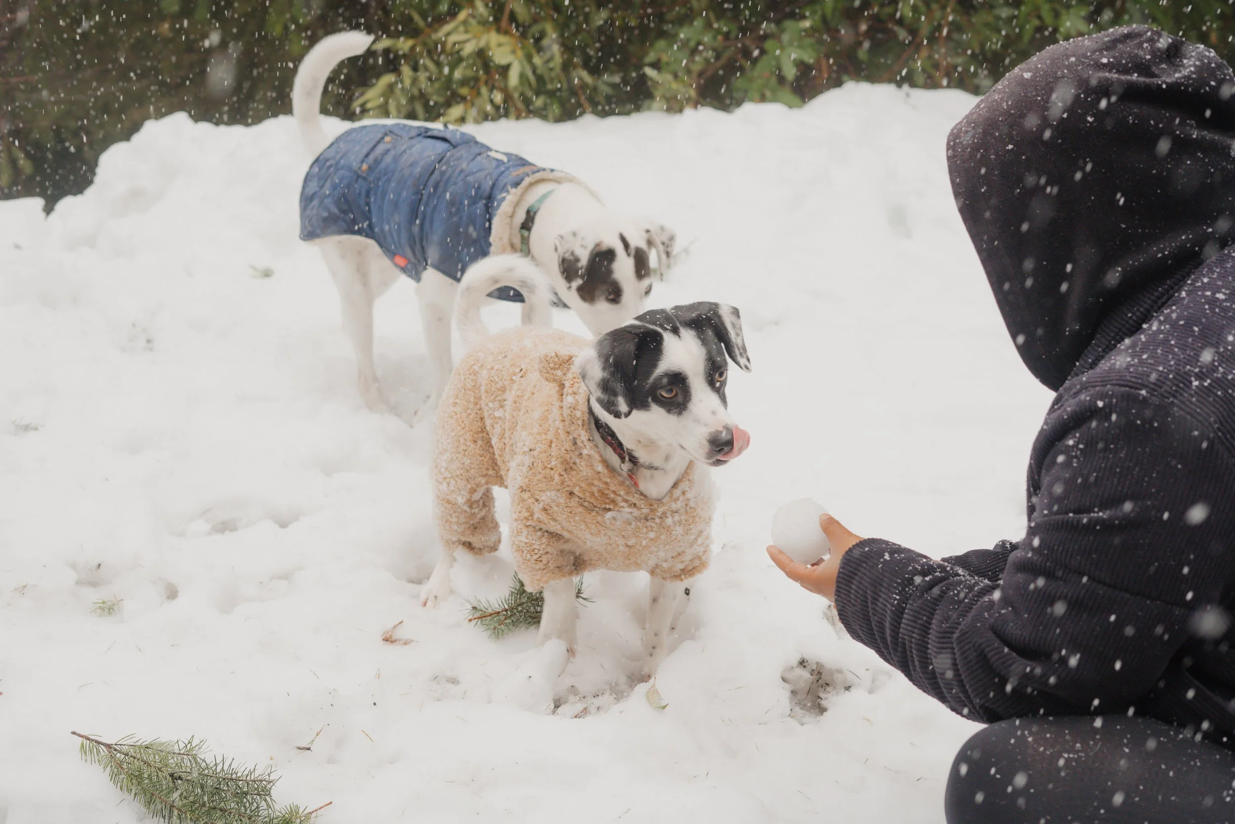 Pets-138.jpg