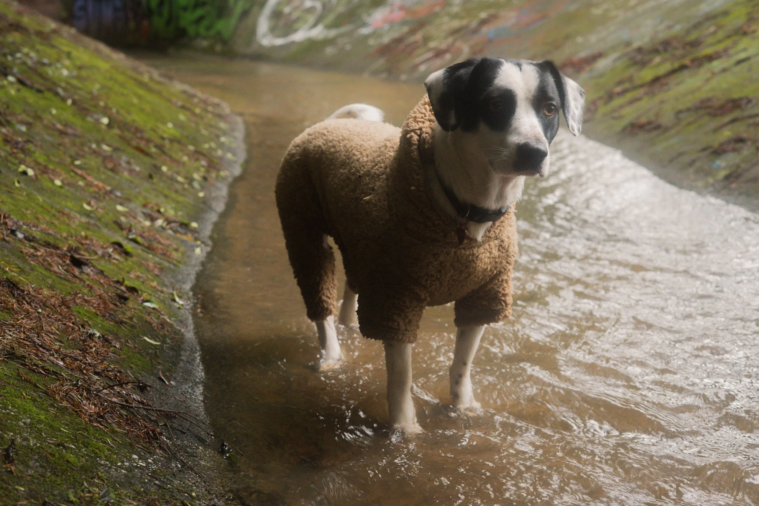 Pets-59.jpg