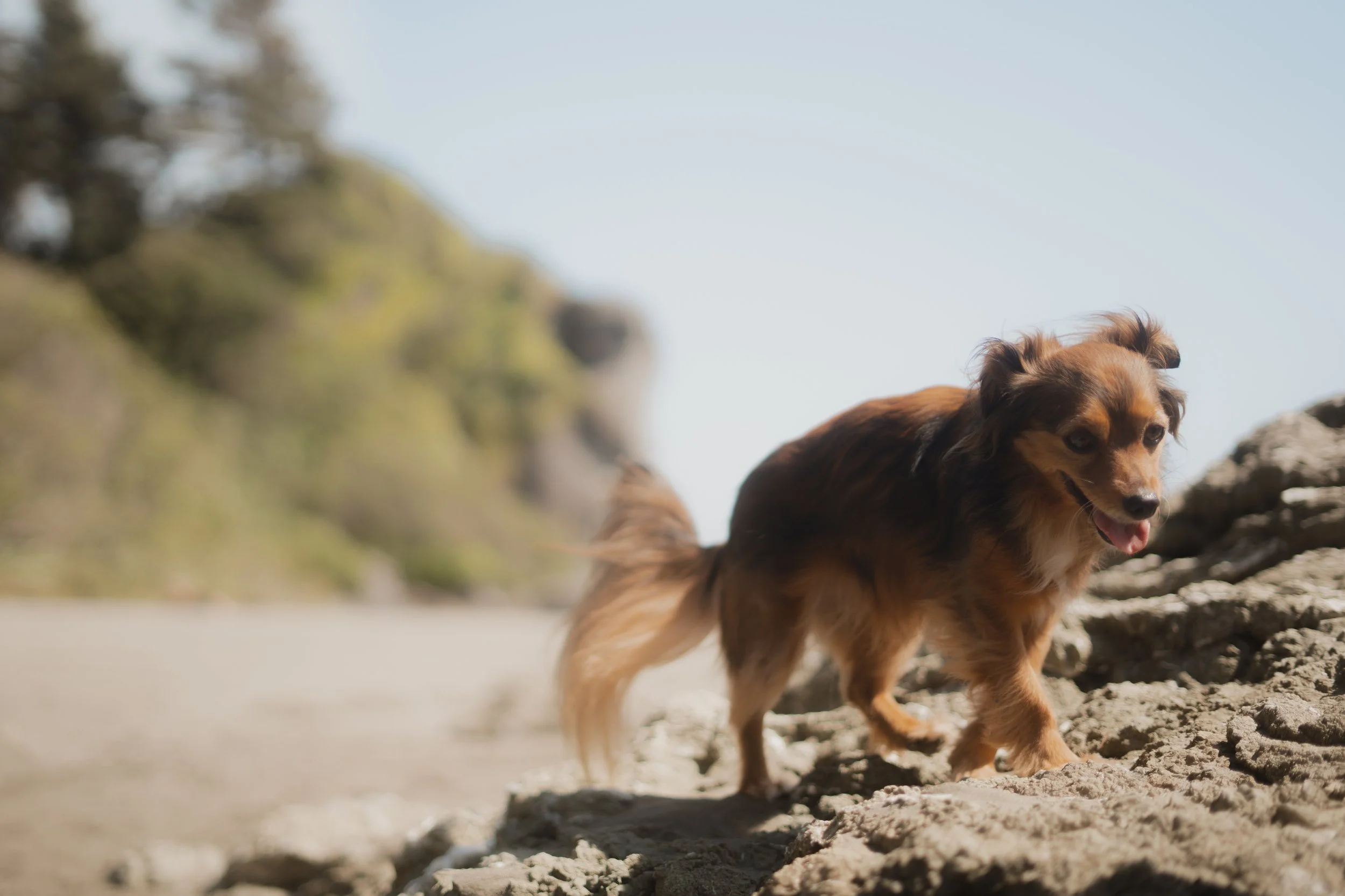 Pets-2.jpg