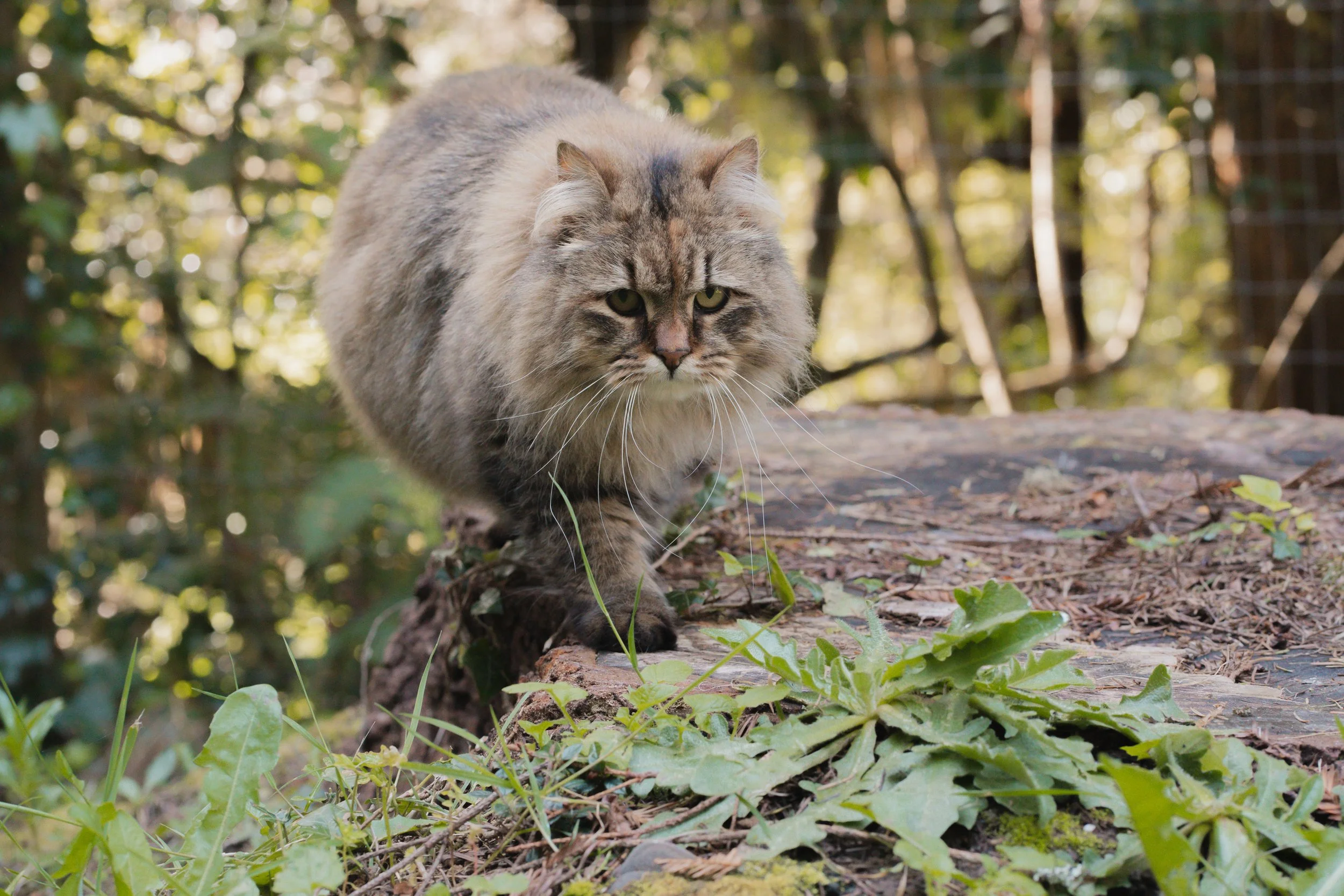 Pets-6.jpg