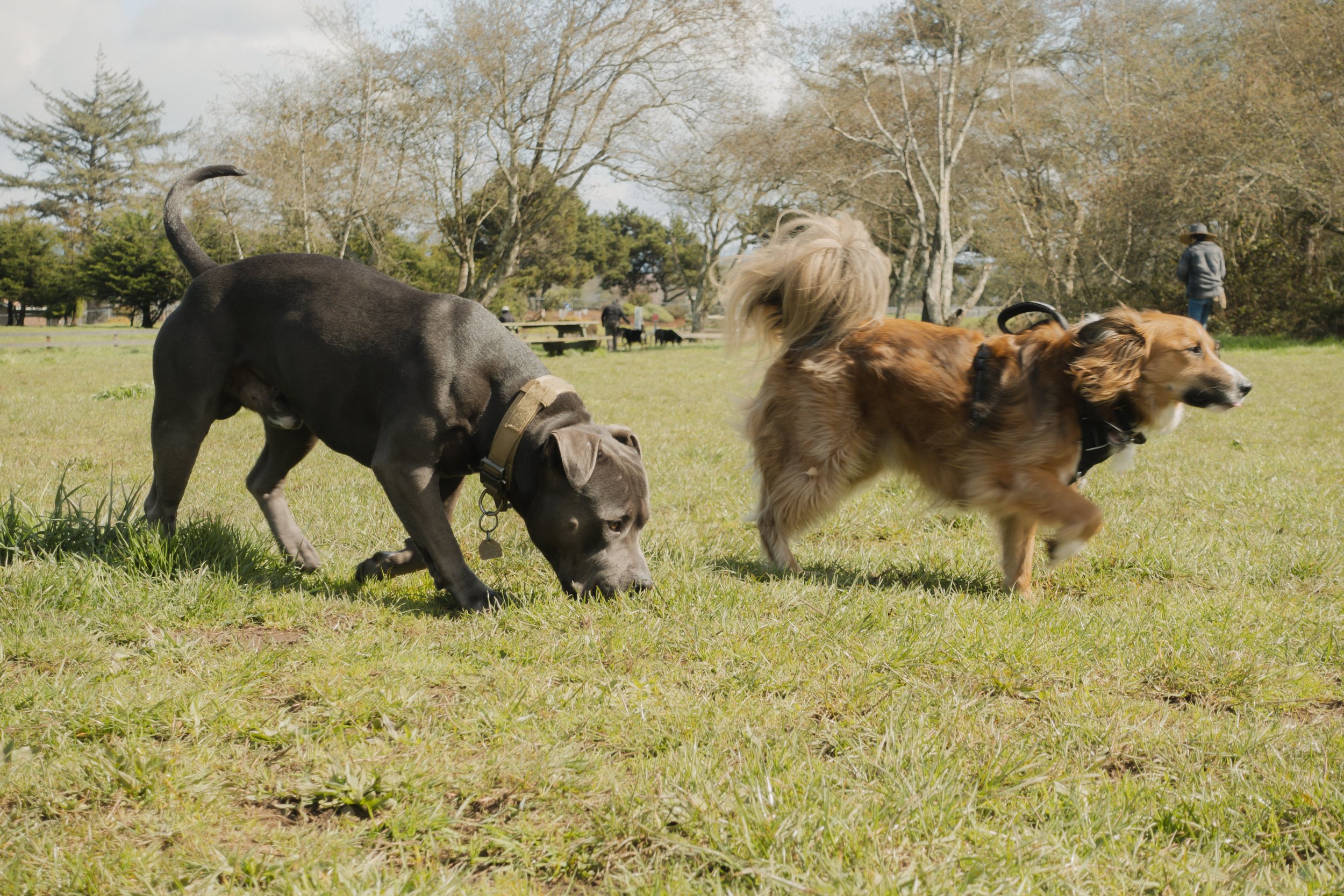 Pets-135.jpg