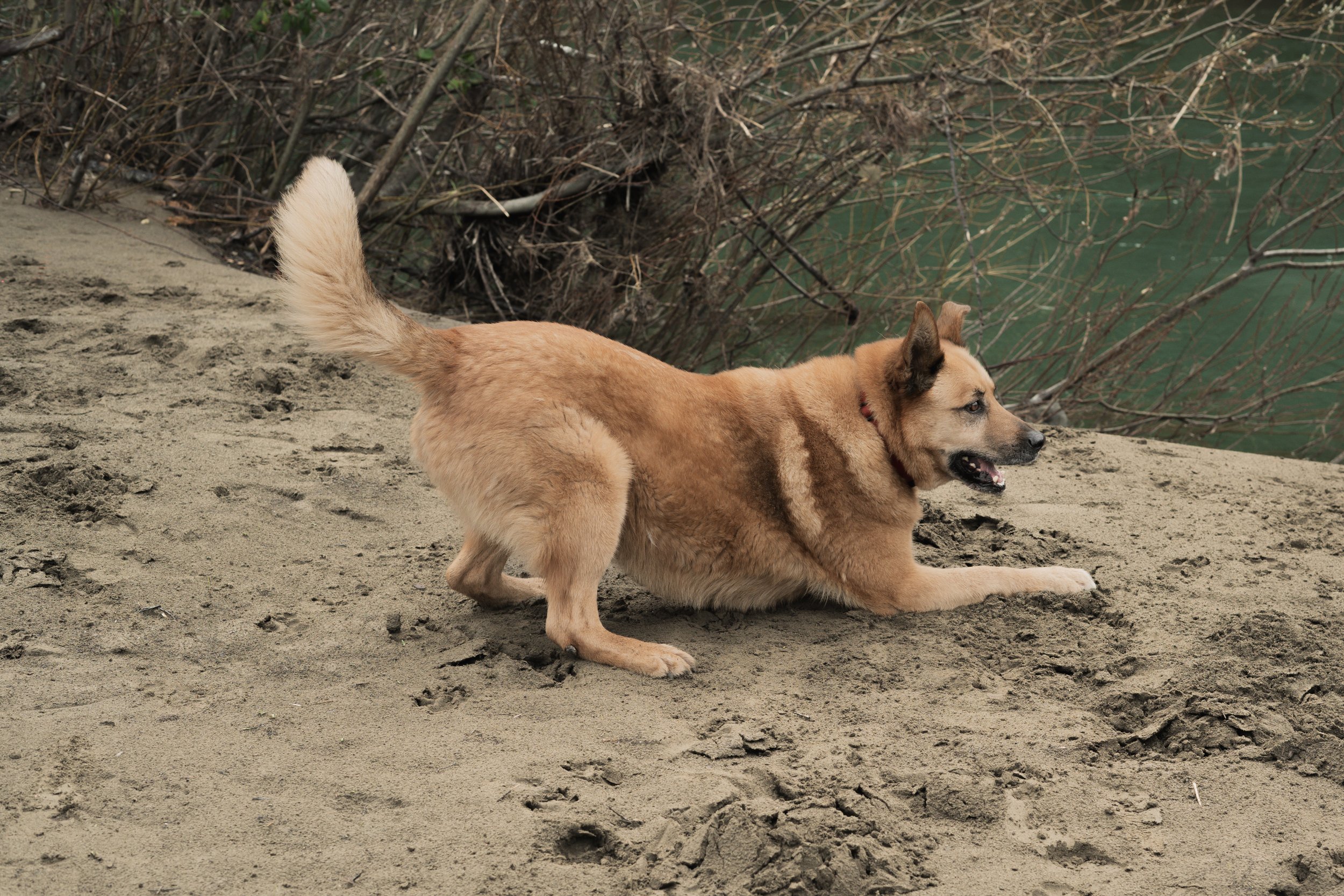 Pets-44.jpg