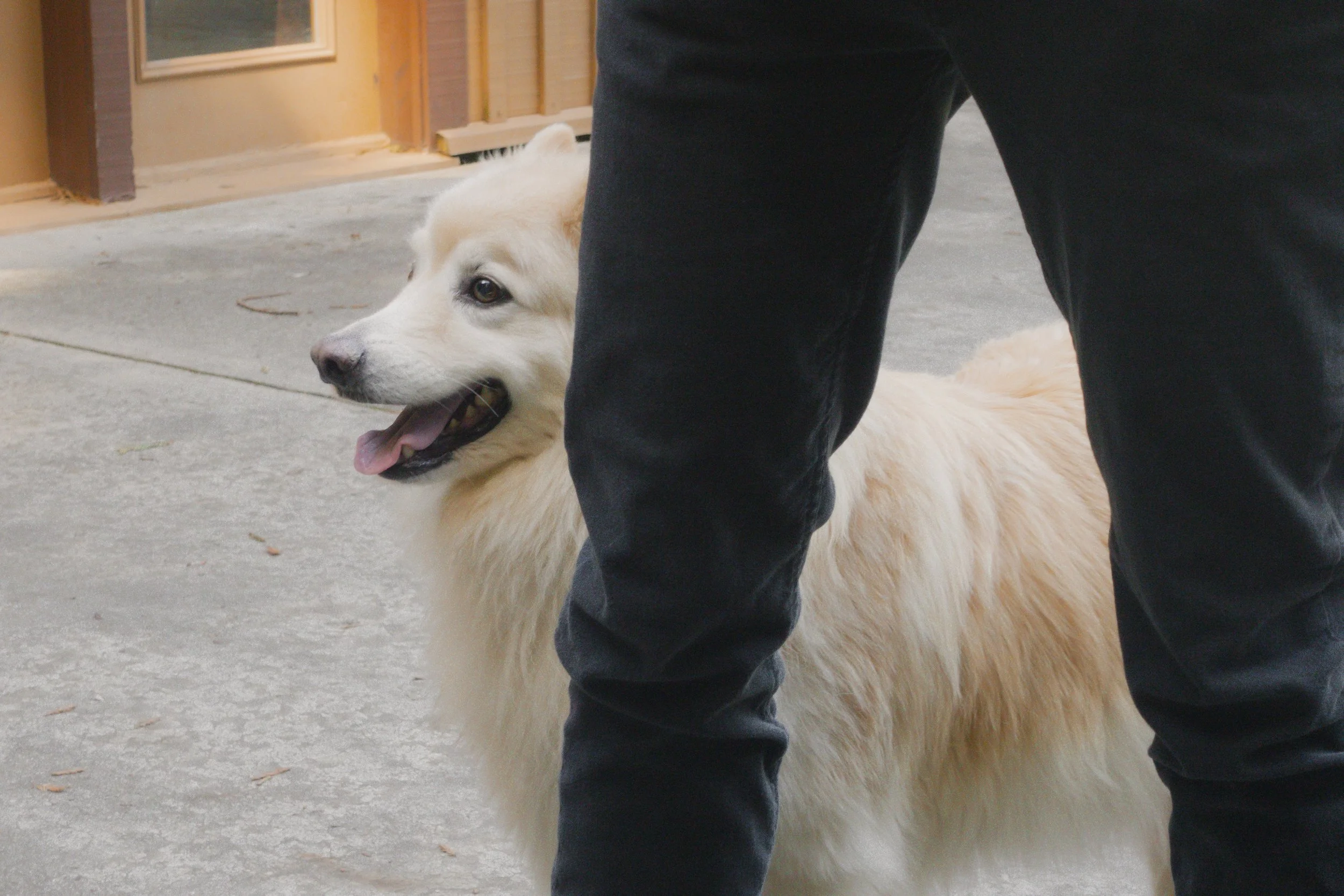 Pets-150.jpg