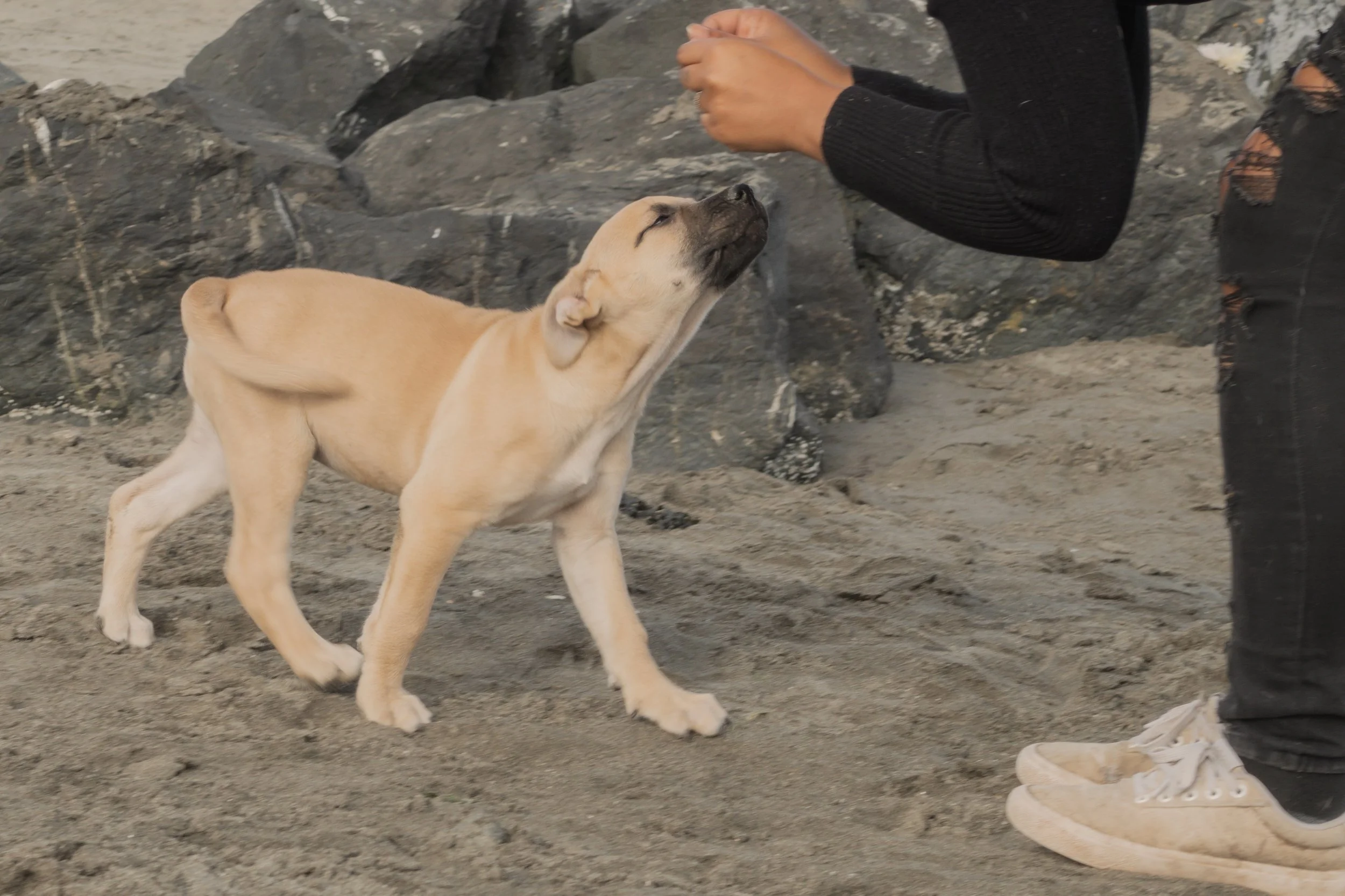 Pets-183.jpg