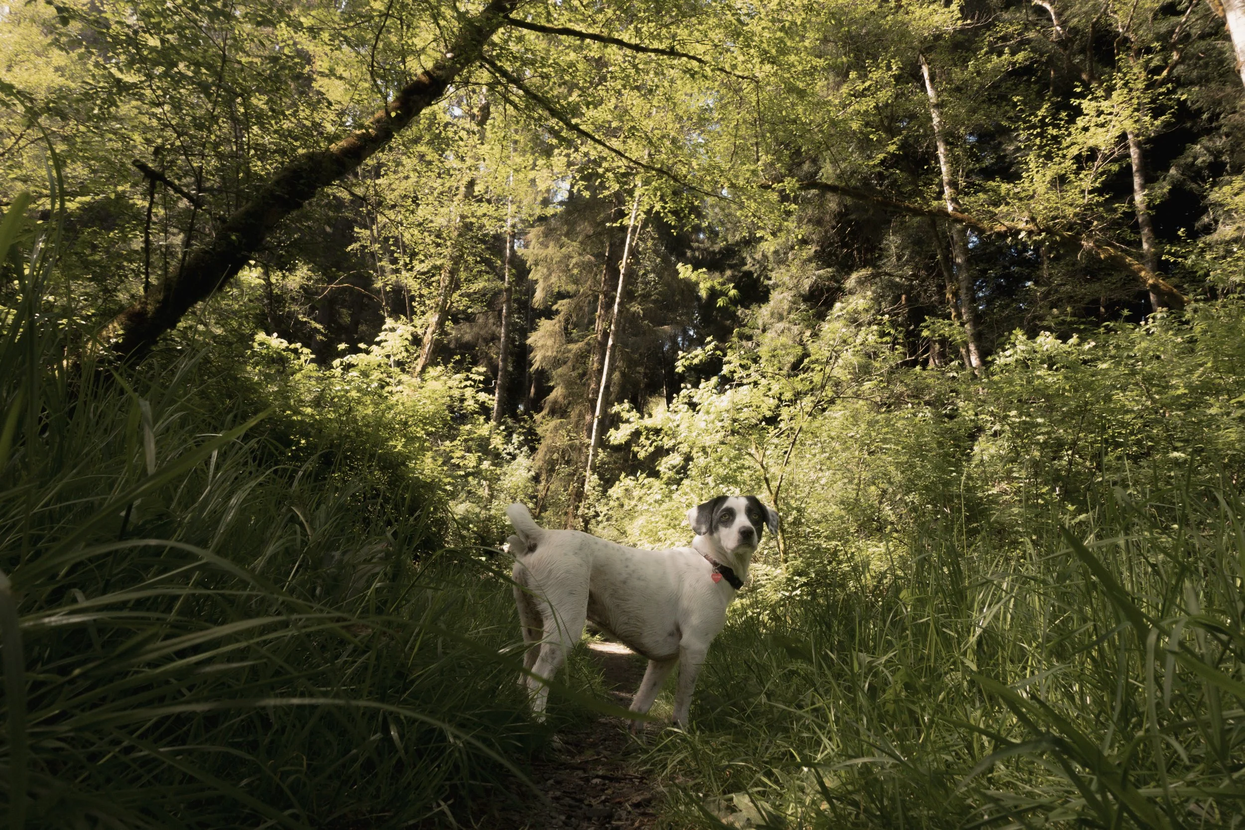 Pets-178.jpg