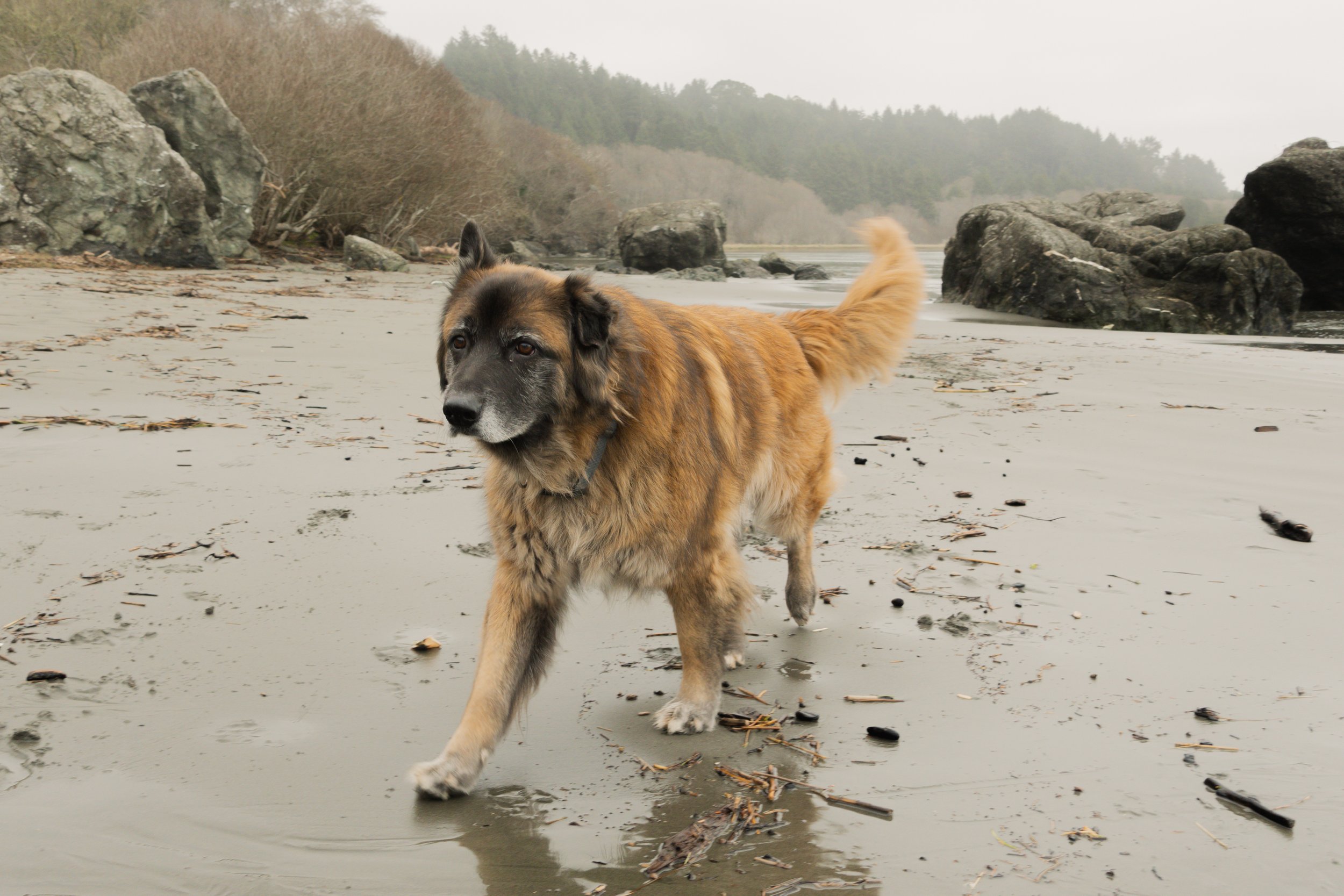 Pets-31.jpg